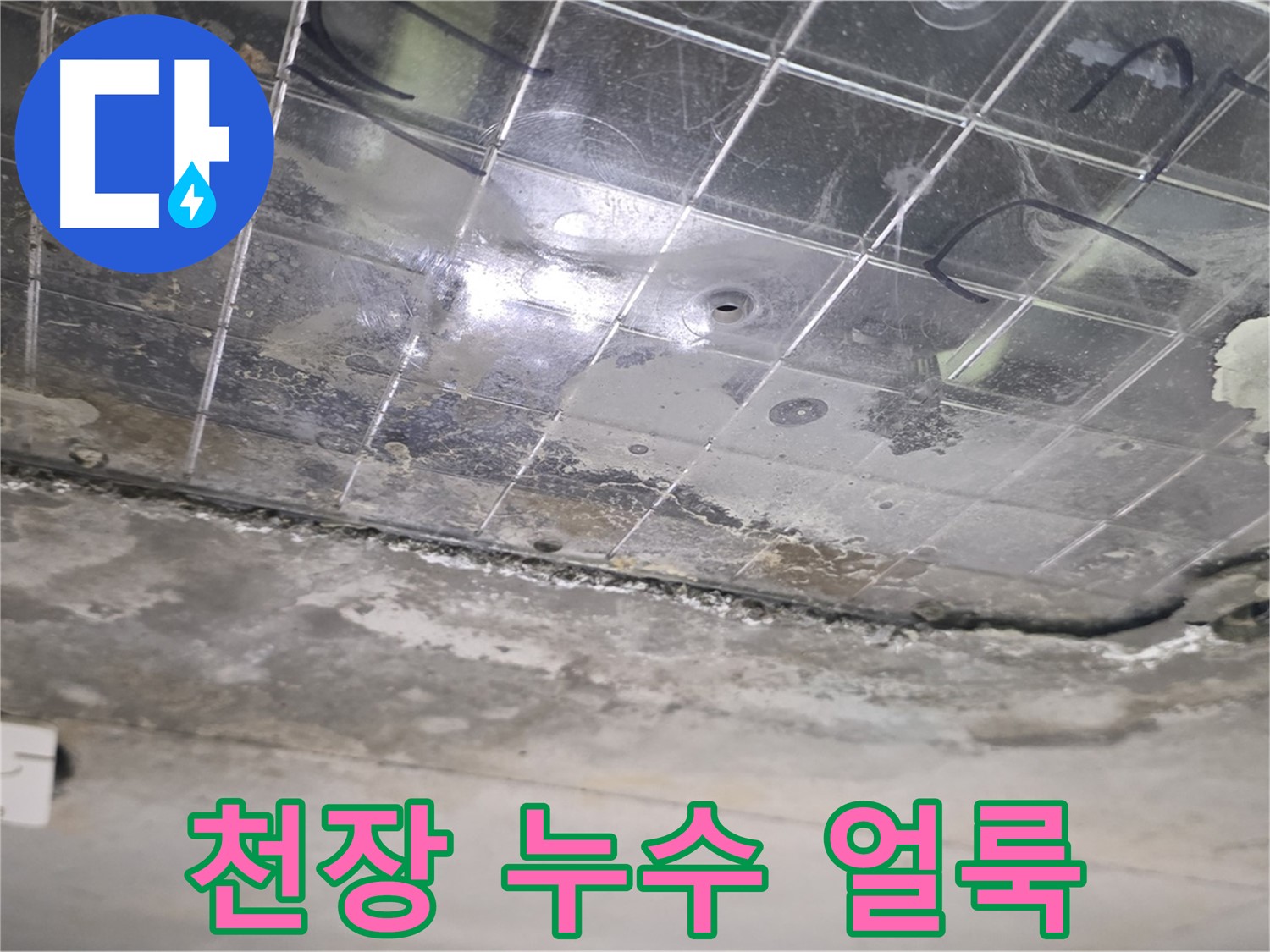 천장 누수 얼룩 - 곰팡이와 함께 누수 얼룩이 넓게 퍼져 있습니다.