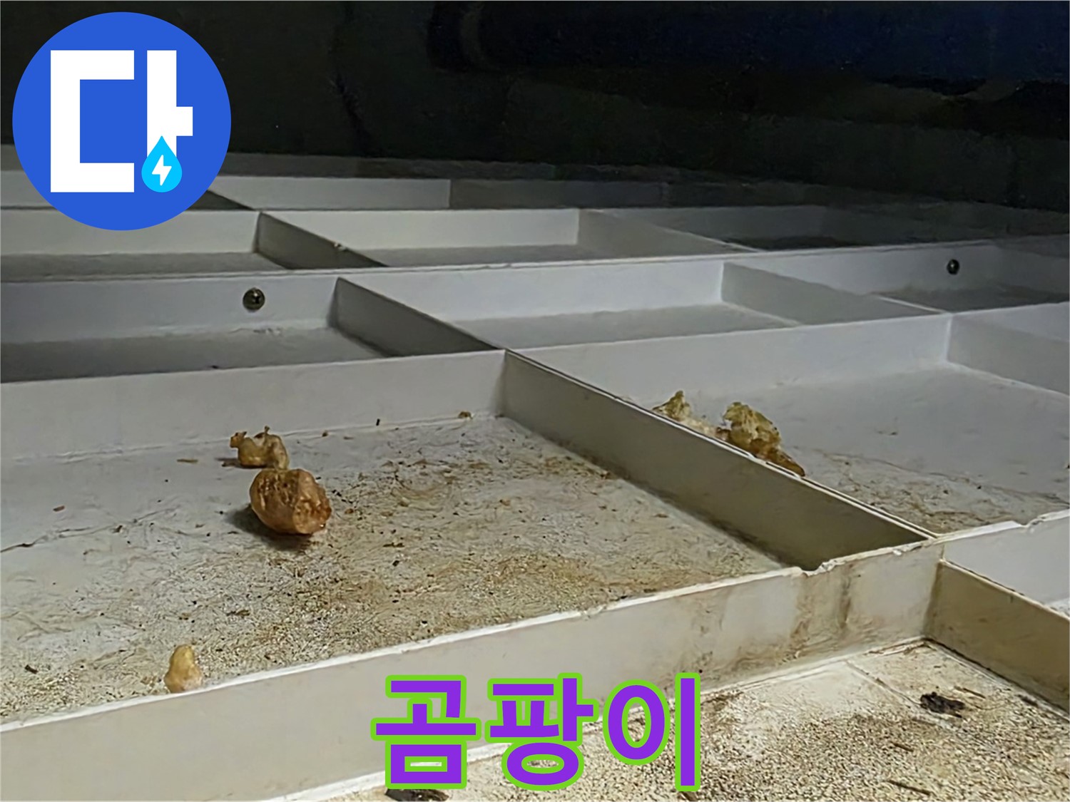 곰팡이 - 누수로 인한 곰팡이 발생