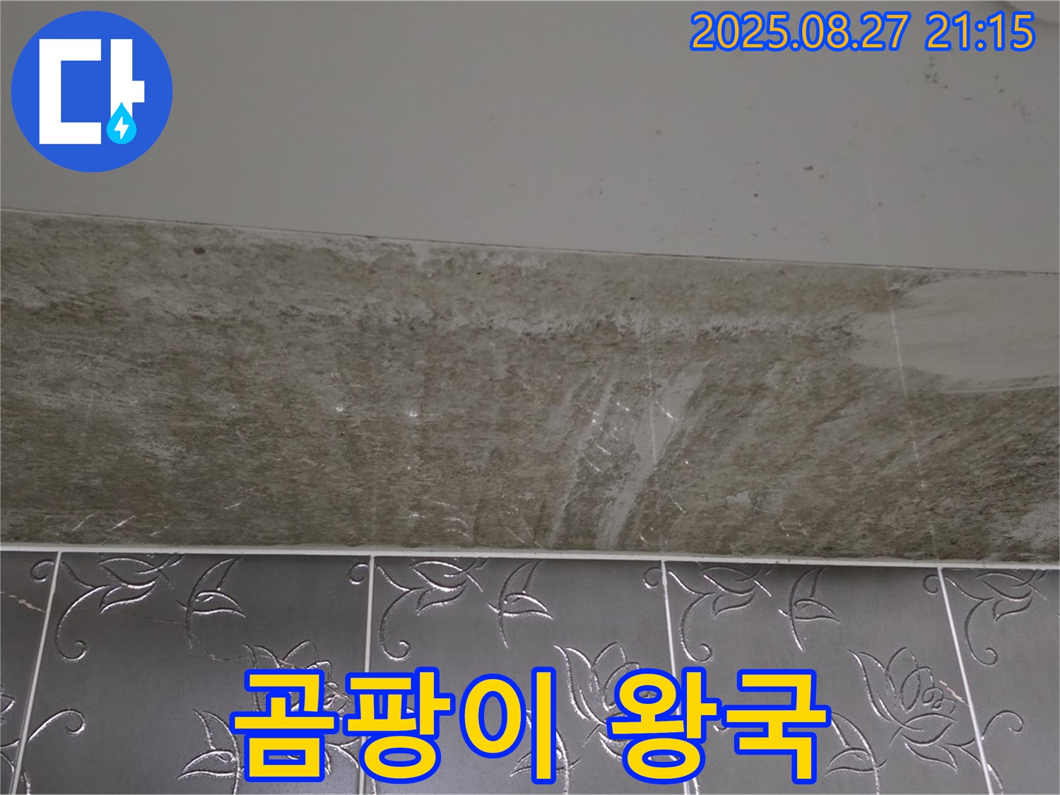 산운로 121 곰팡이 - 곰팡이, 완전 곰팡이 왕국!