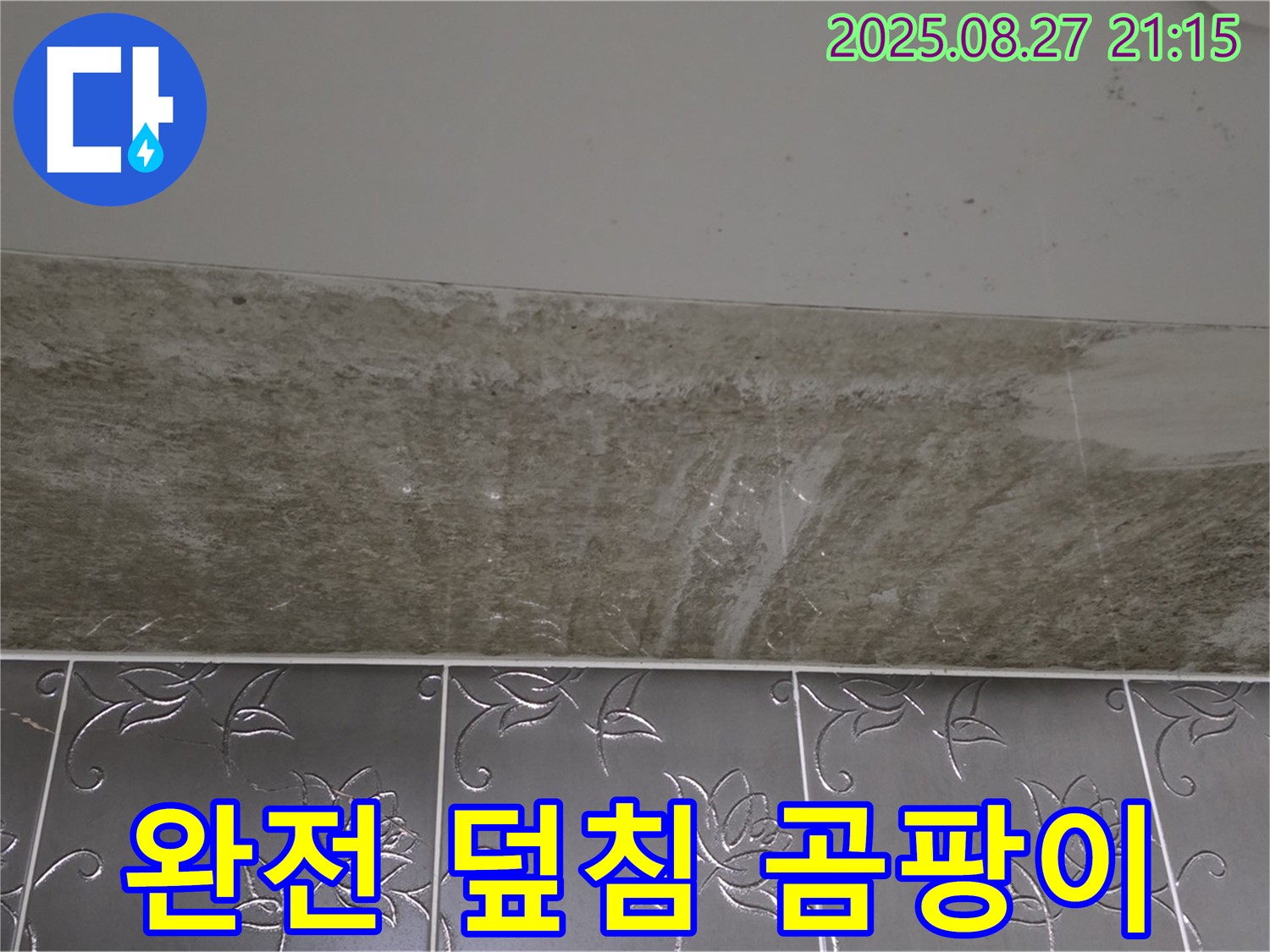 산운로 121 곰팡이 - 곰팡이, 완전 덮침!