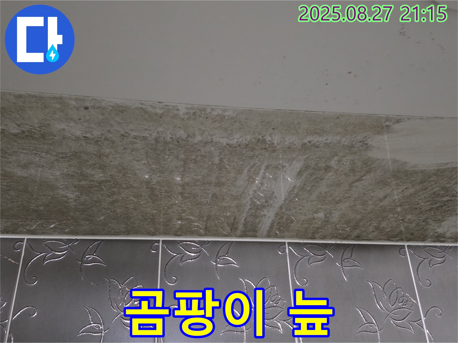 산운로 121 곰팡이 - 완전 곰팡이 늪!
