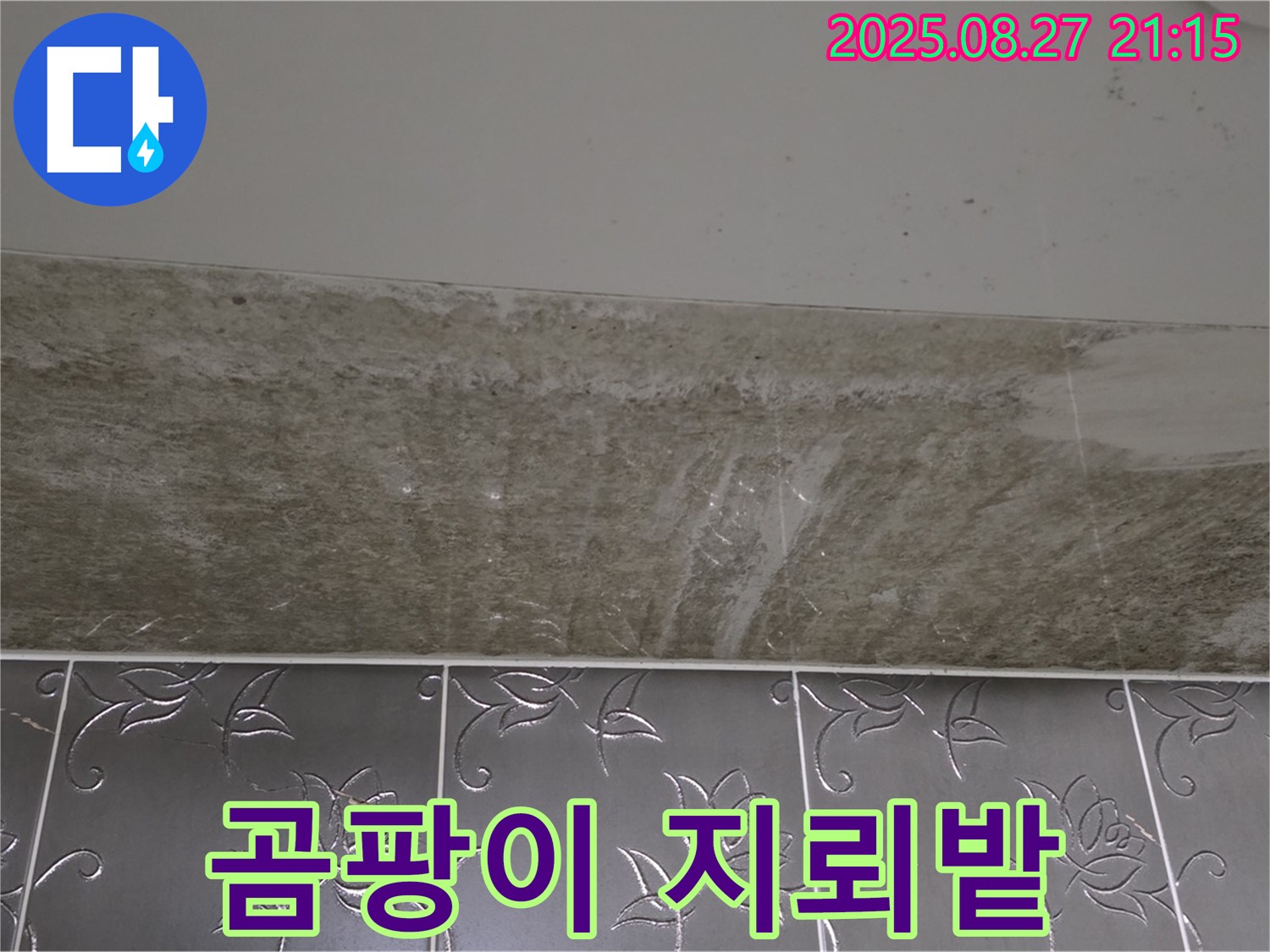 산운로 121 곰팡이 - 완전 곰팡이 지뢰밭!