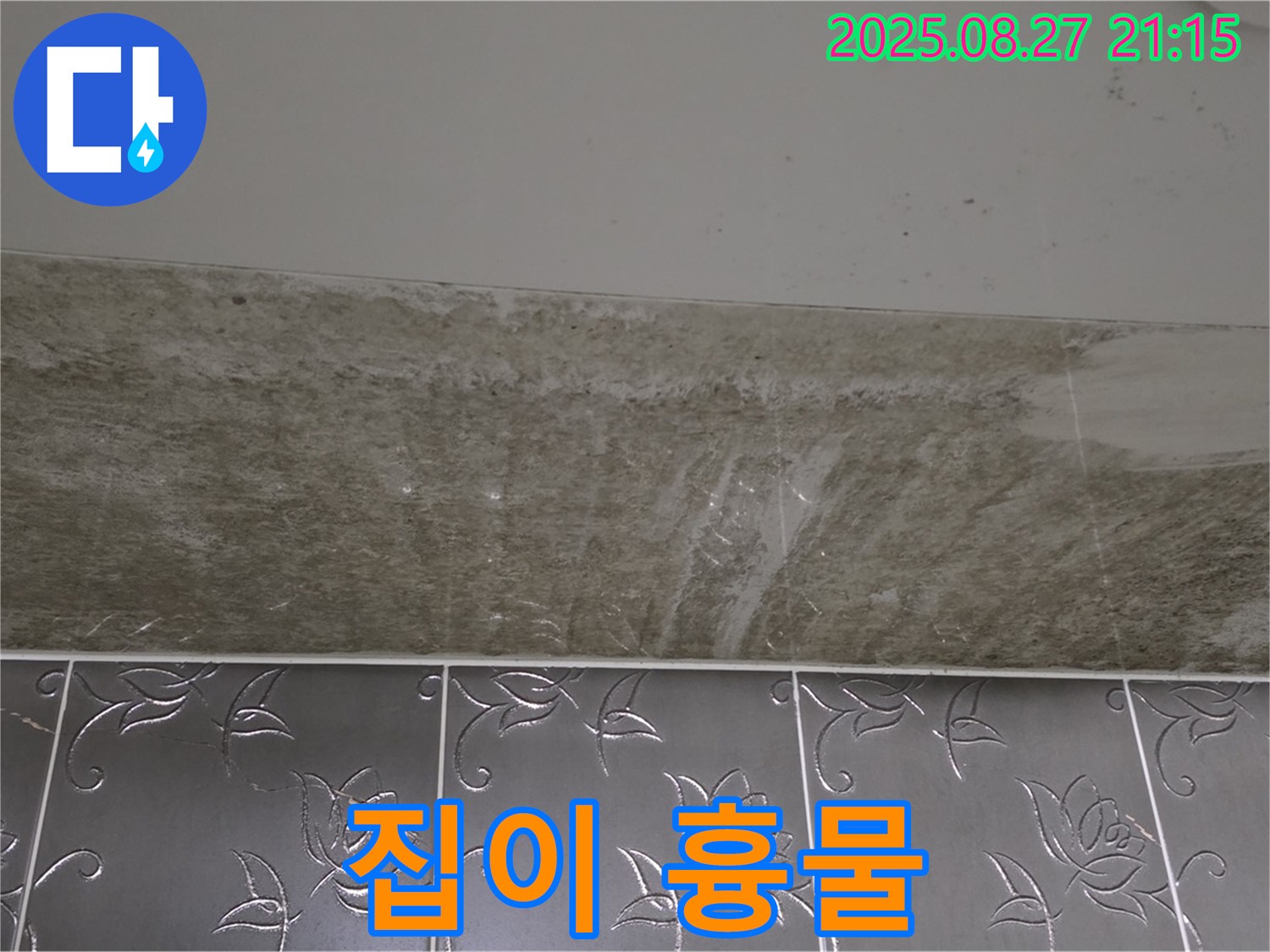 산운로 곰팡이 - 곰팡이 때문에 집이 흉물스러워졌어!