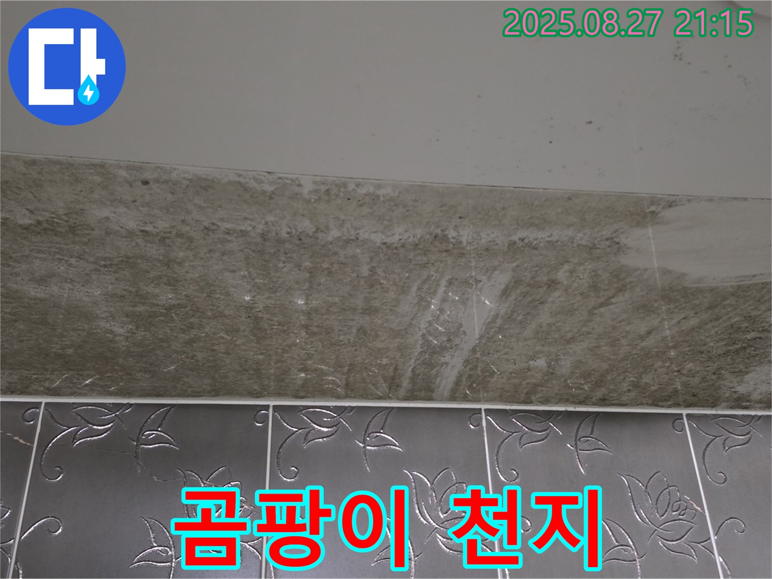 산운로 곰팡이 - 곰팡이, 완전 곰팡이 천지!