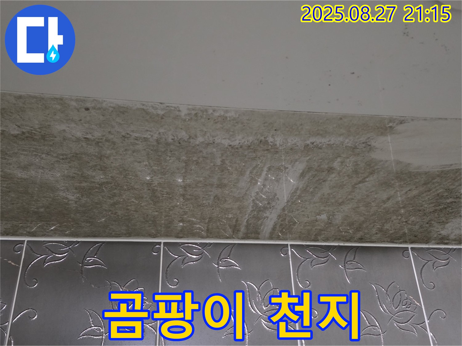 산운로 곰팡이 - 곰팡이, 완전 곰팡이 천지!