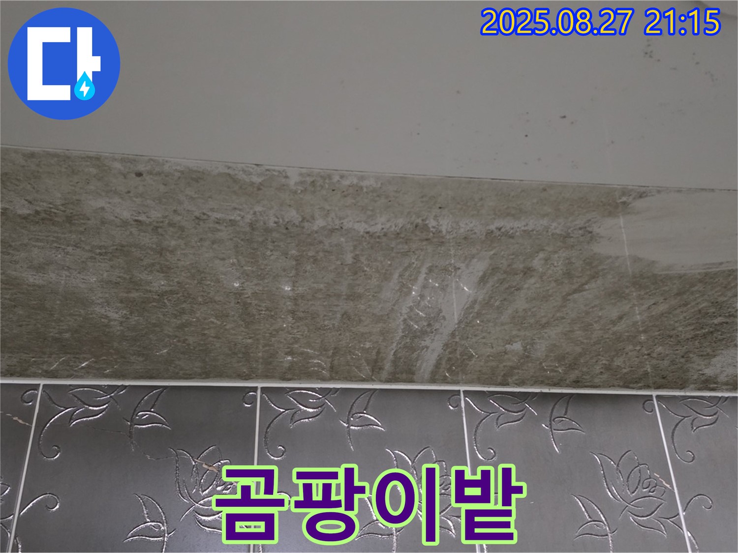 산운로 곰팡이 - 완전 곰팡이밭!