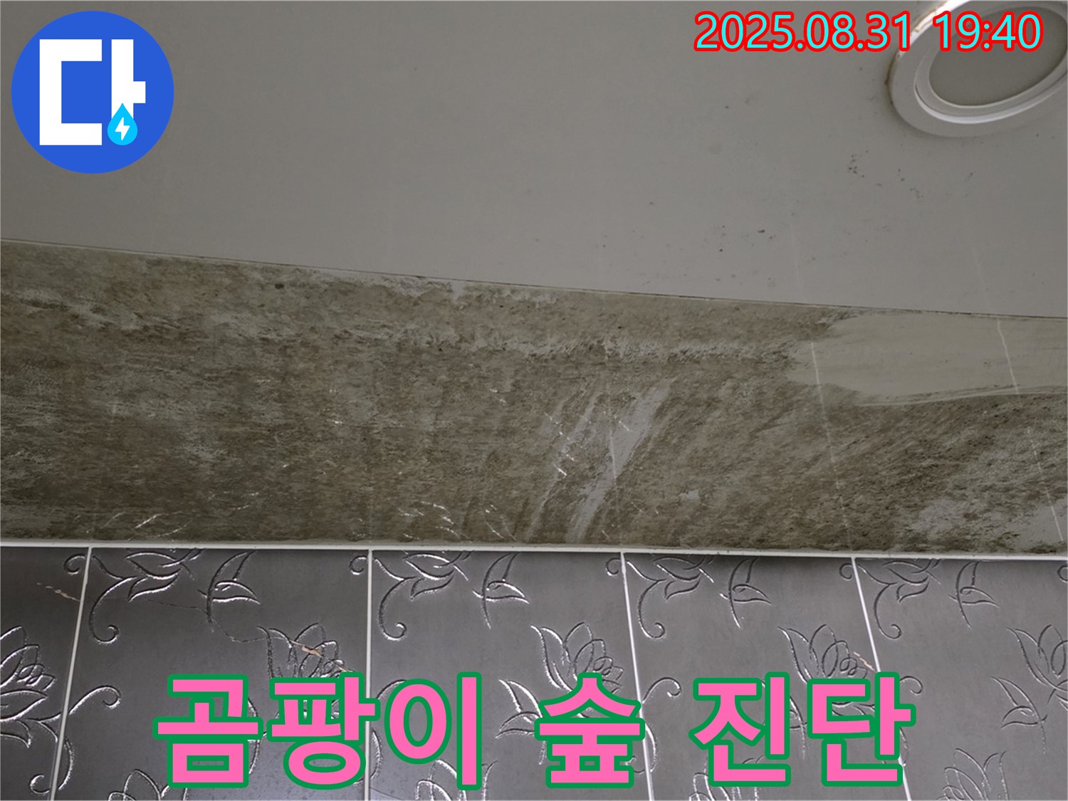 분당 구미동 욕실 천장 누수 - 곰팡이가 숲처럼 핀 누수, 긴급 진단!