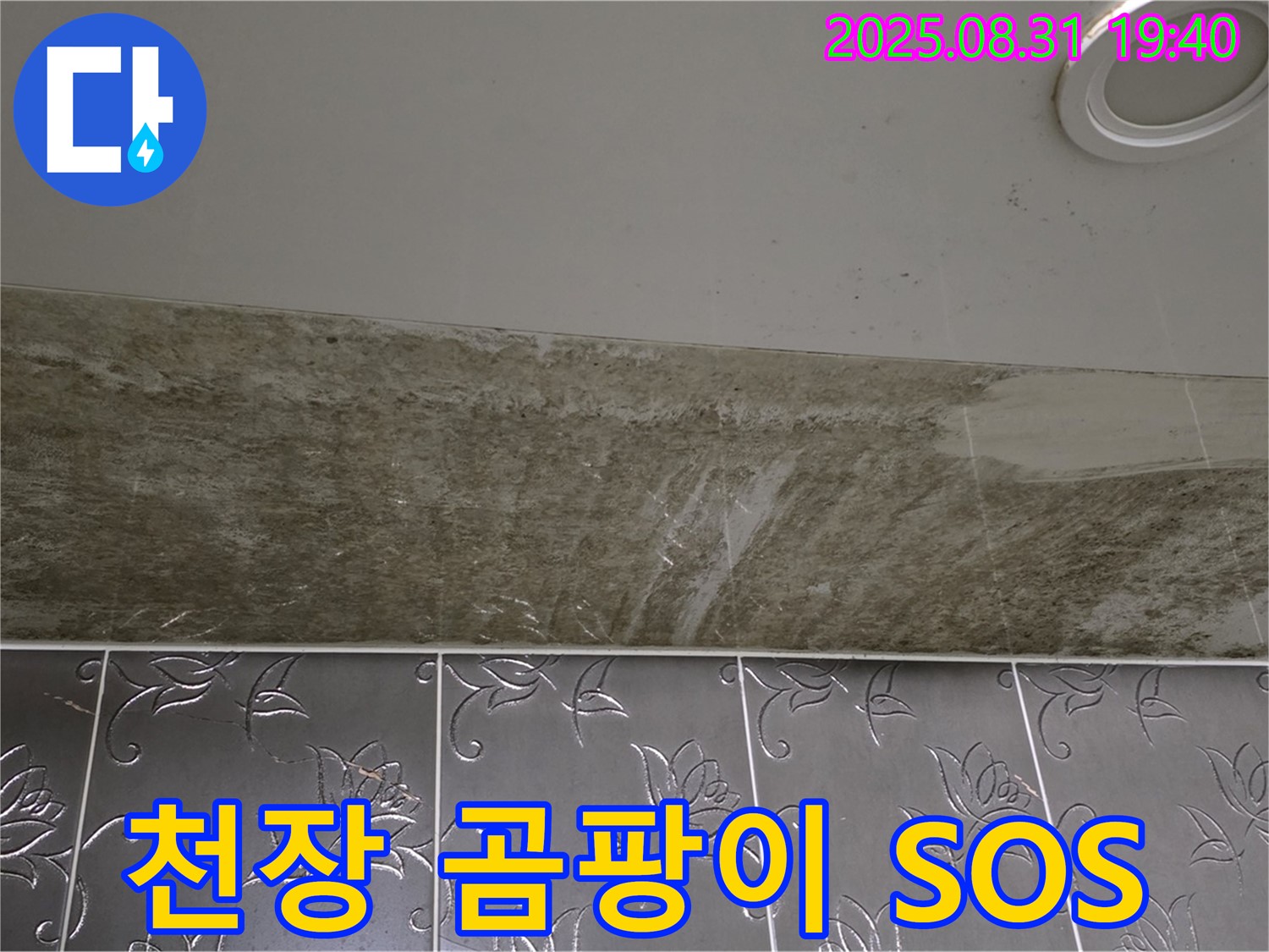 분당구 구미동 욕실 천장 누수 - 곰팡이 꽃 핀 긴급 SOS 현장!