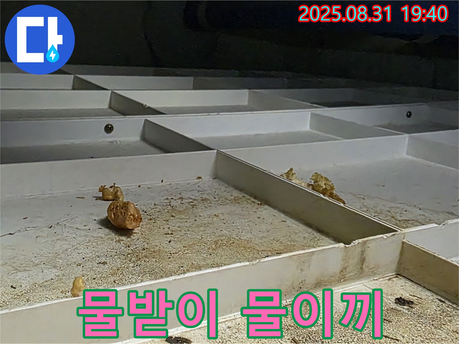 분당구 정자동 누수 - 천장 물받이, 물이끼 발생, 배수구 막힘 의심