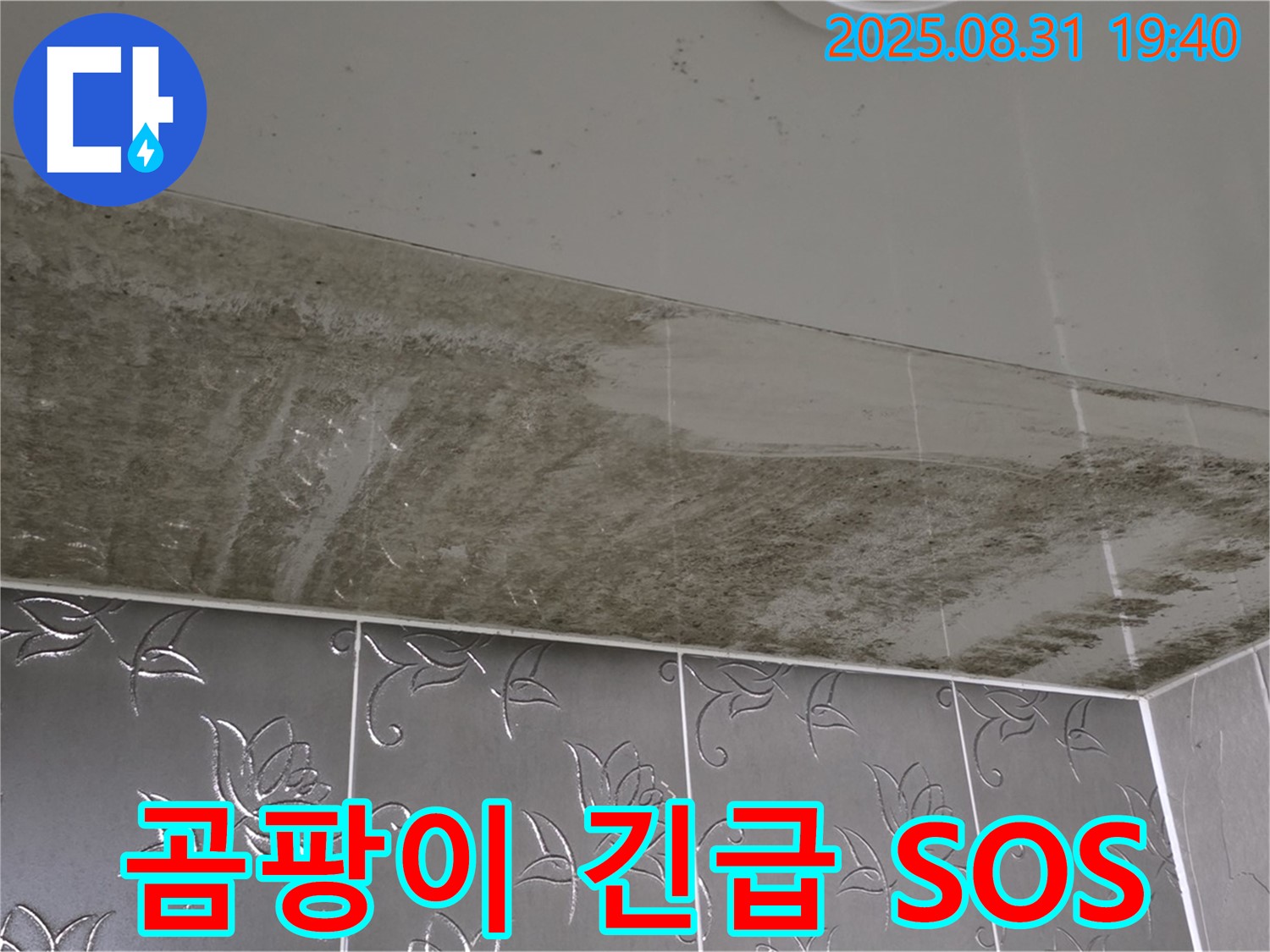 산운동 아파트 - 곰팡이 가득한 욕실 천장, 긴급 누수 해결