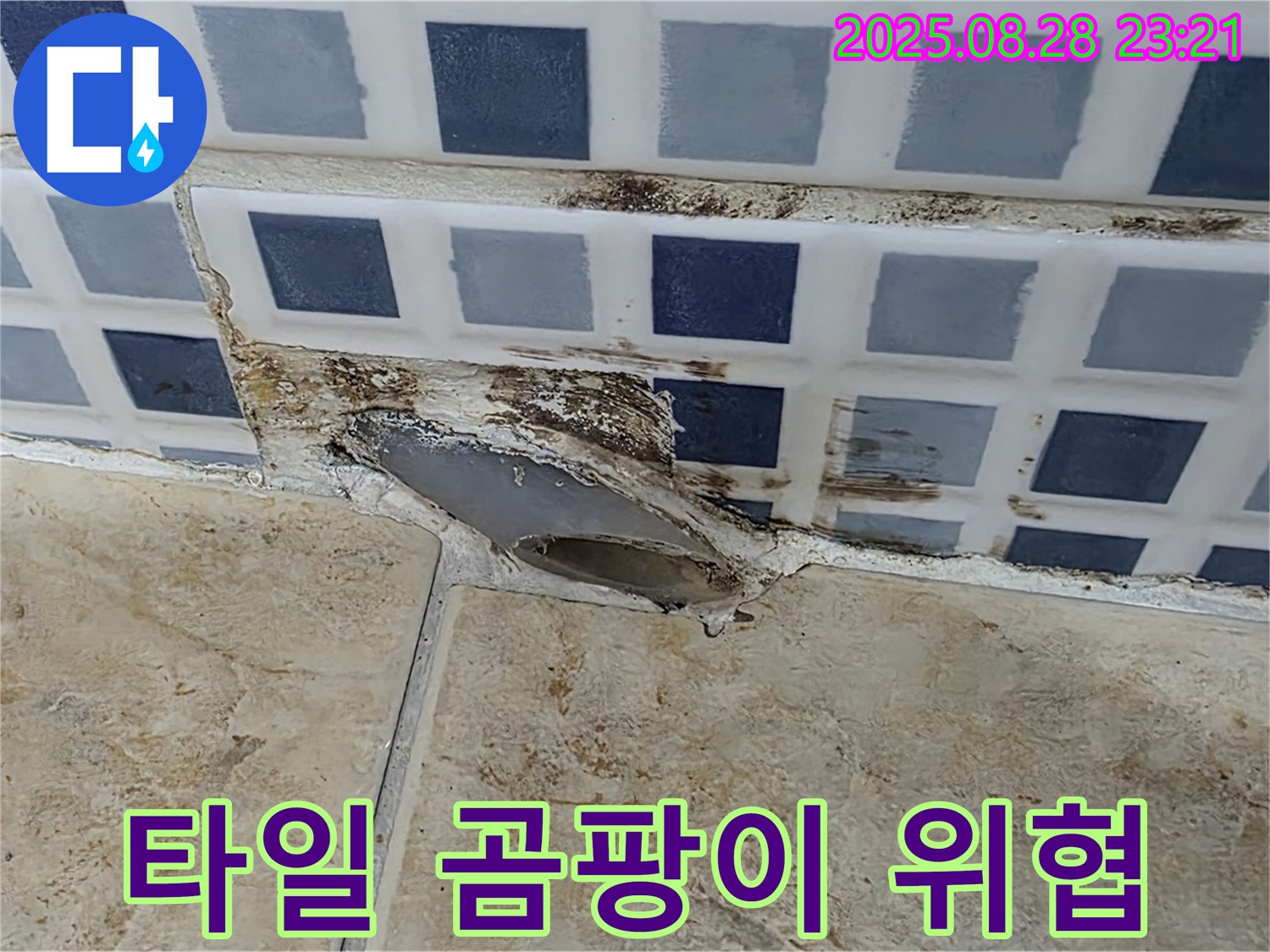 타일 곰팡이 - 건강 위협