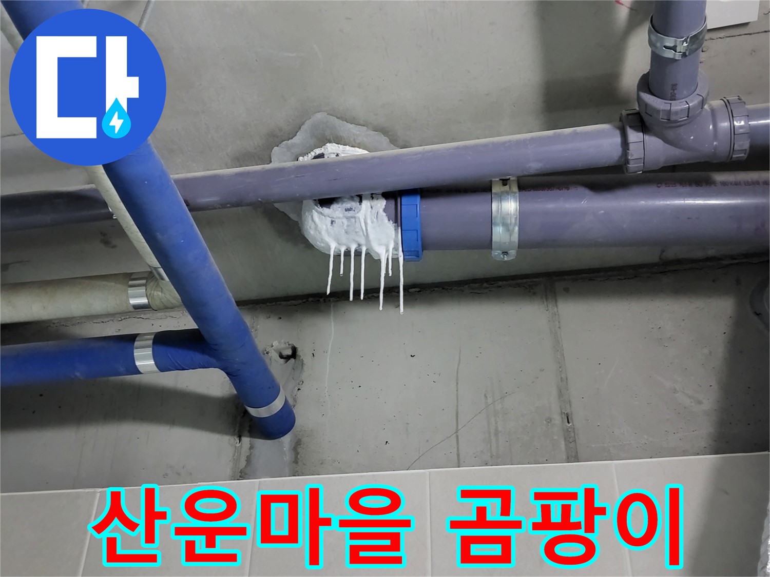 분당 산운마을 하수 누수 - 곰팡이 얼룩