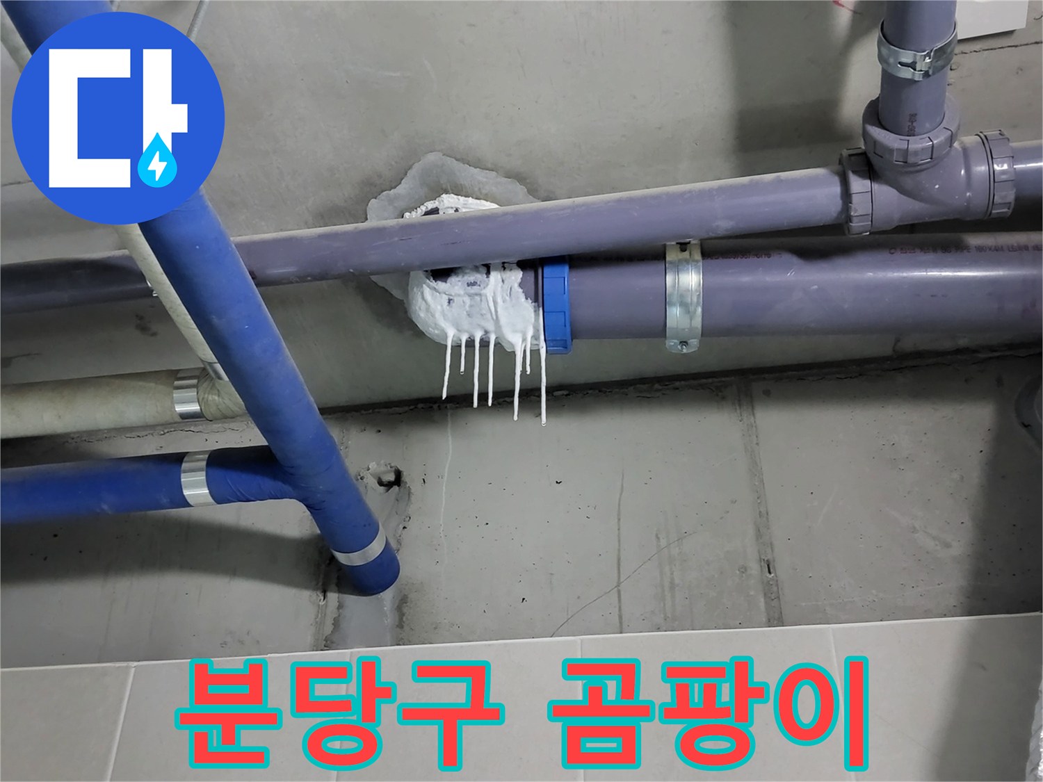 분당구 하수 누수 - 벽 곰팡이 번식