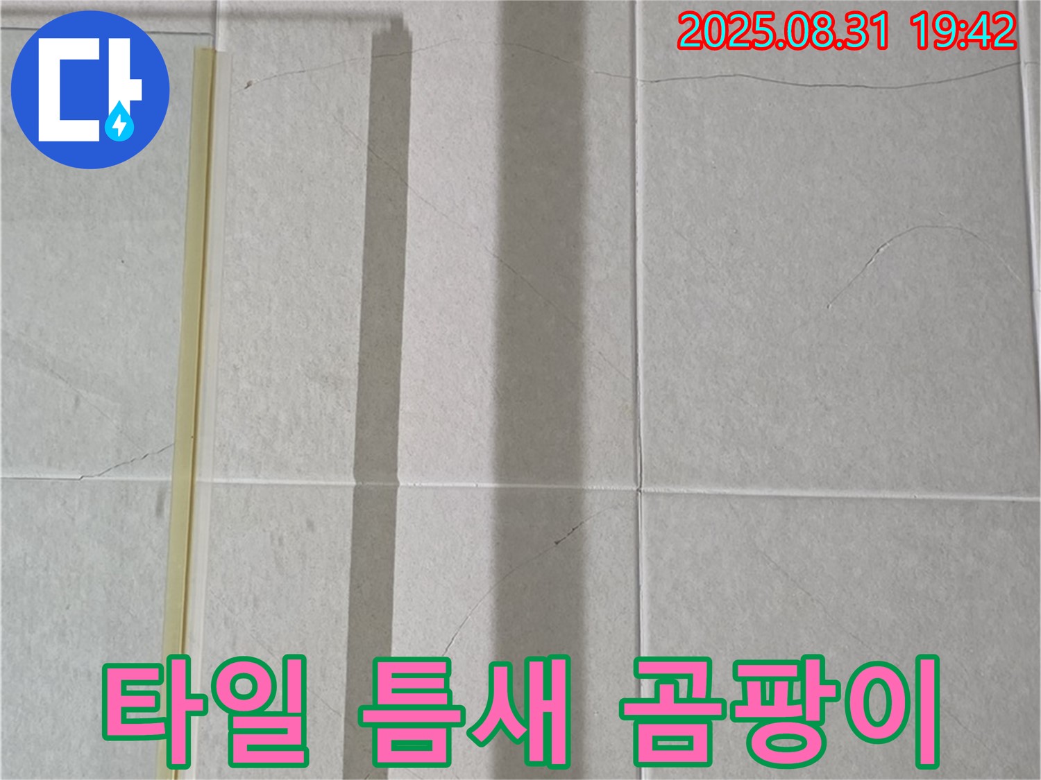 샤워기 옆 타일 틈새 - 곰팡이 제국의 건설?!