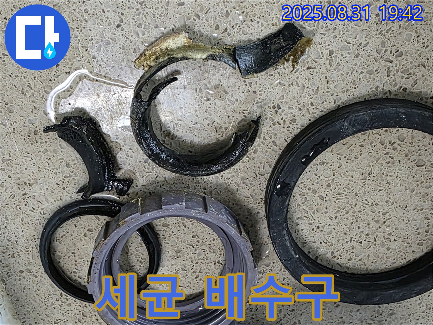 세균 배수구 - 한 번에 해결