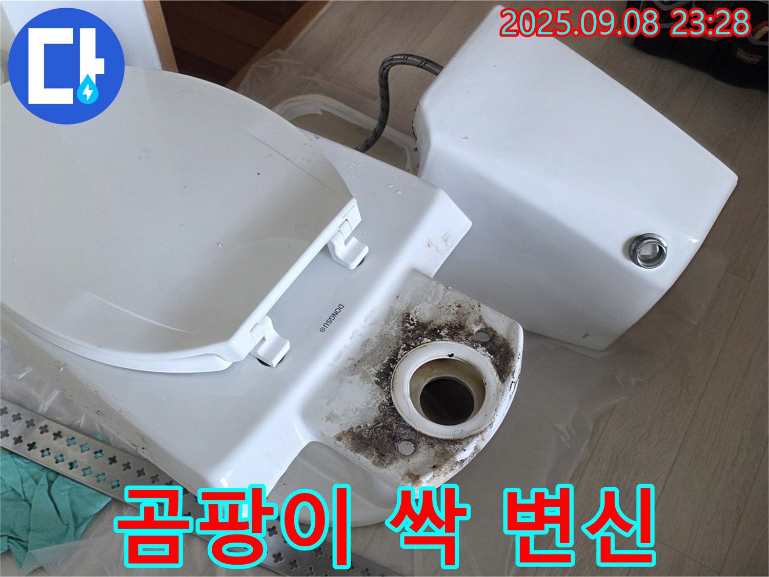 곰팡이 싹 - 변신 완료