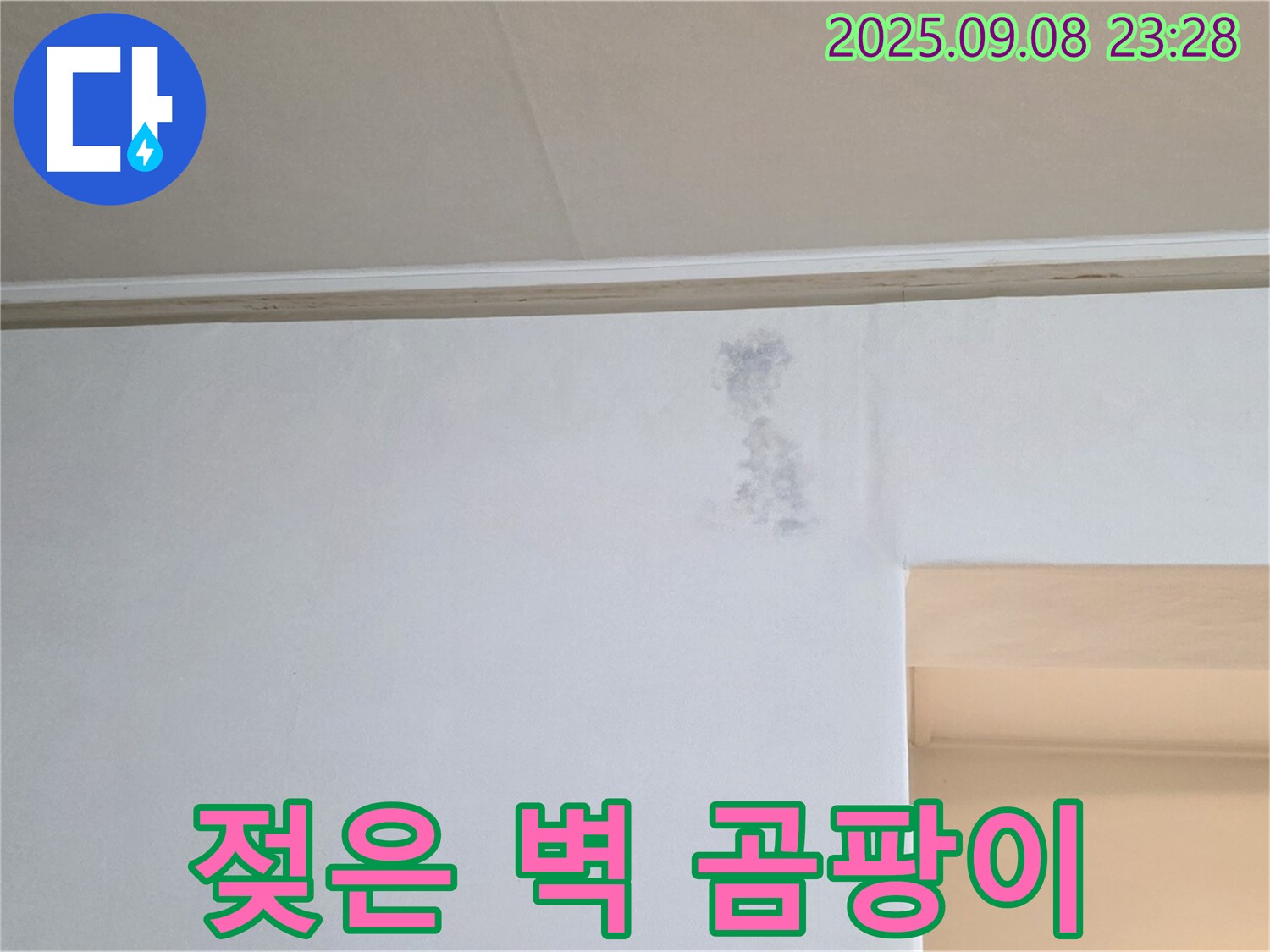 젖은 벽 곰팡이 - 곰팡이 번식 전에 누수를 해결하세요.