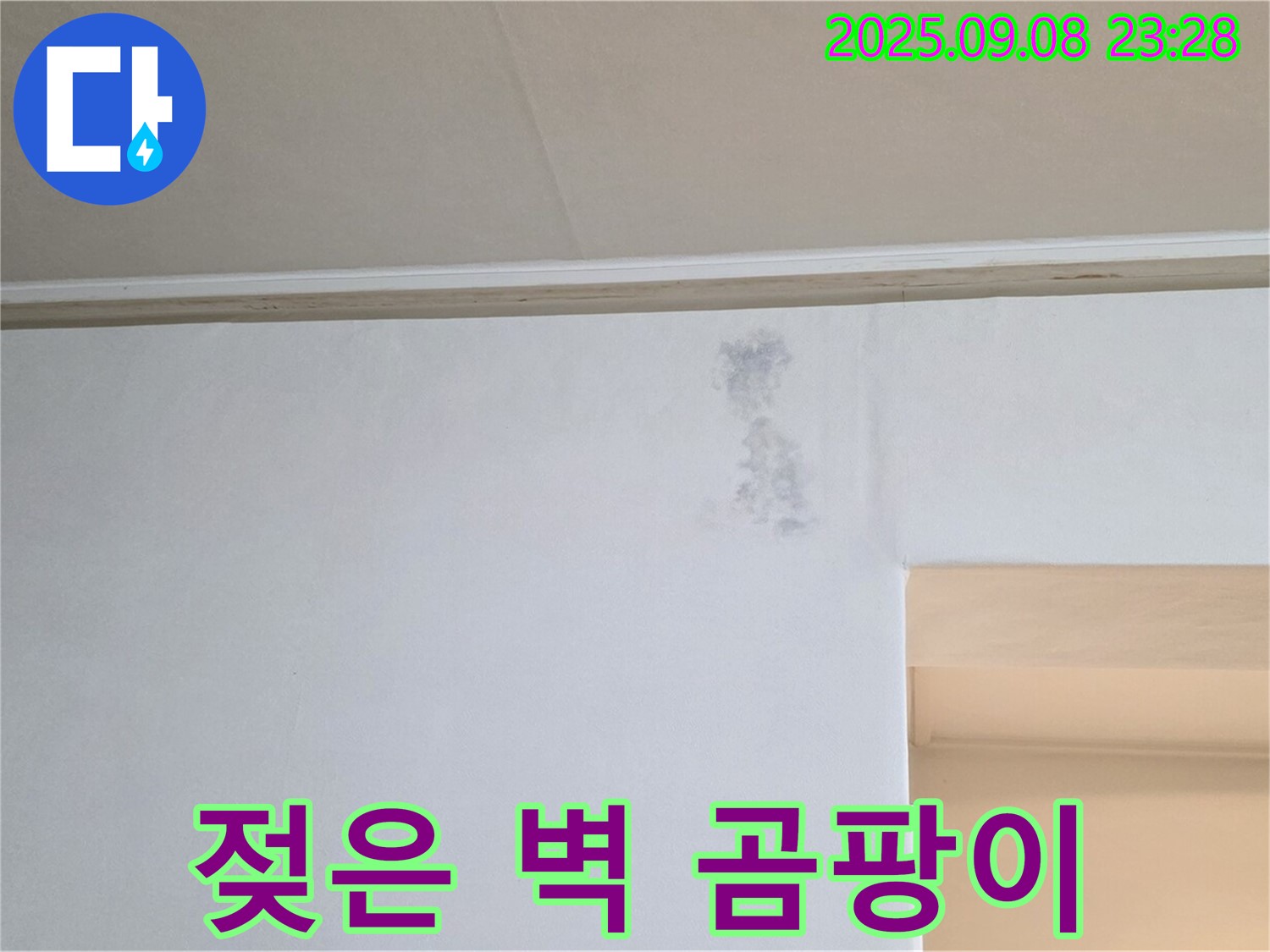 젖은 벽 곰팡이 발생 - 곰팡이 발생 전에 누수를 해결하세요.