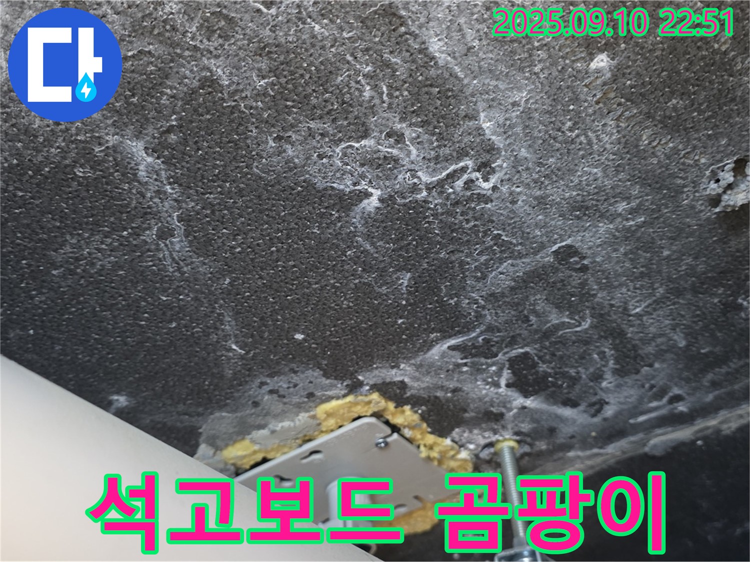석고보드에 핀 곰팡이 사진 - 누수와 곰팡이의 연관성을 보여줍니다.