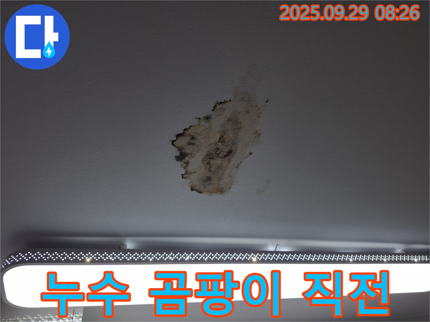 심각한 천장 누수 - 곰팡이 확산 - 긴급 해결 필요