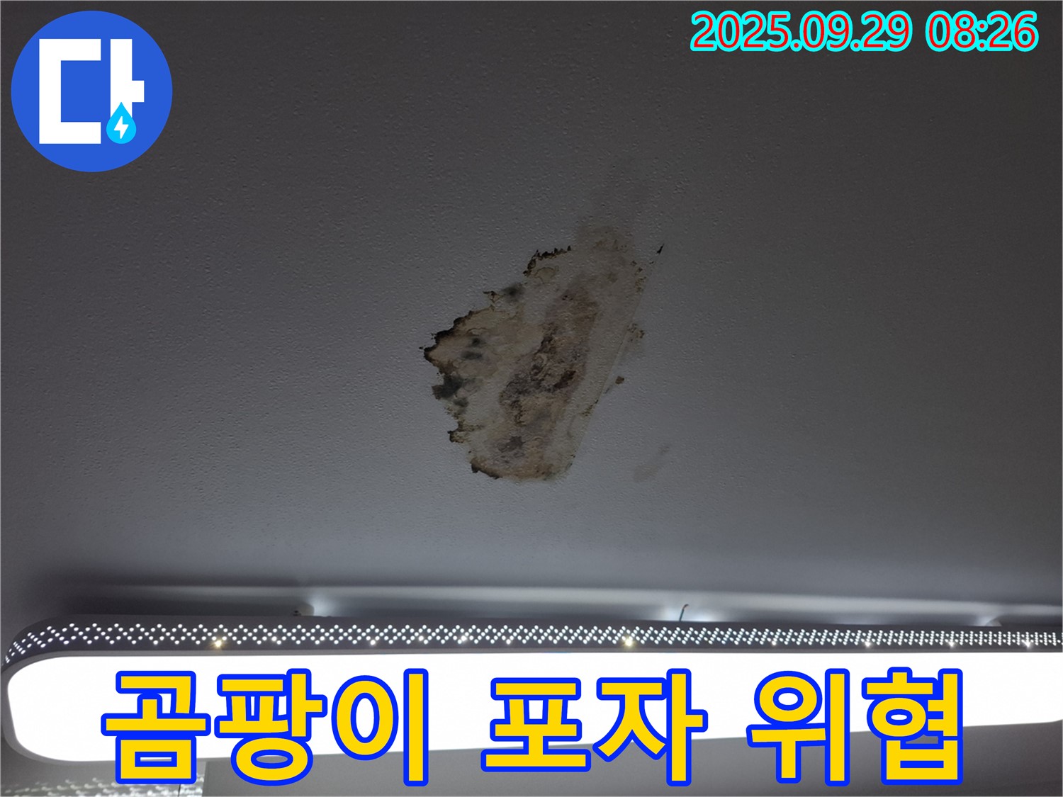 천장 누수 - 곰팡이 포자 - 건강 위협