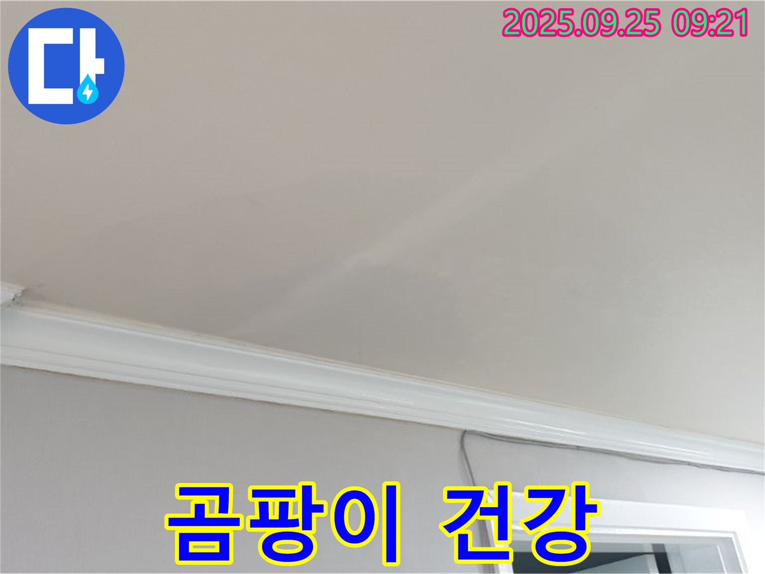 양주시 백석읍 연곡리 - 곰팡이 핀 천장, 우리 가족 건강에 어떤 영향을 미칠까요?