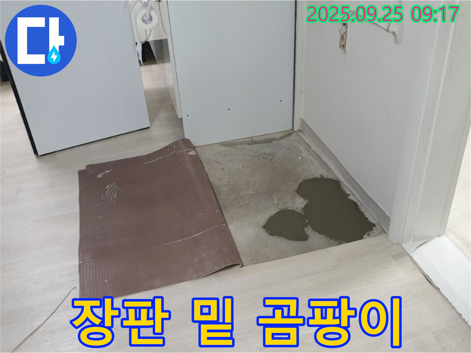 양주시 백석읍 연곡리 누수 - 장판 밑 곰팡이 - 건강을 위협하는 존재