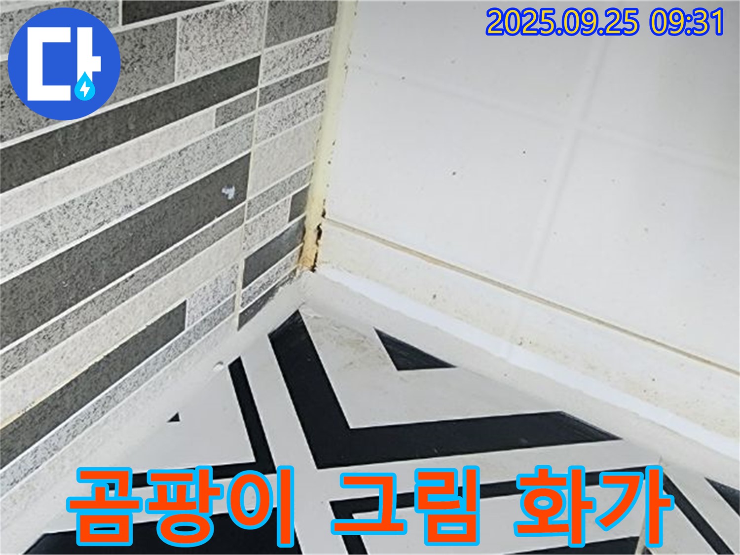 양주시 백석 - 곰팡이가 벽에 그림처럼 번진 모습 - 곰팡이의 독특한 번식 형태