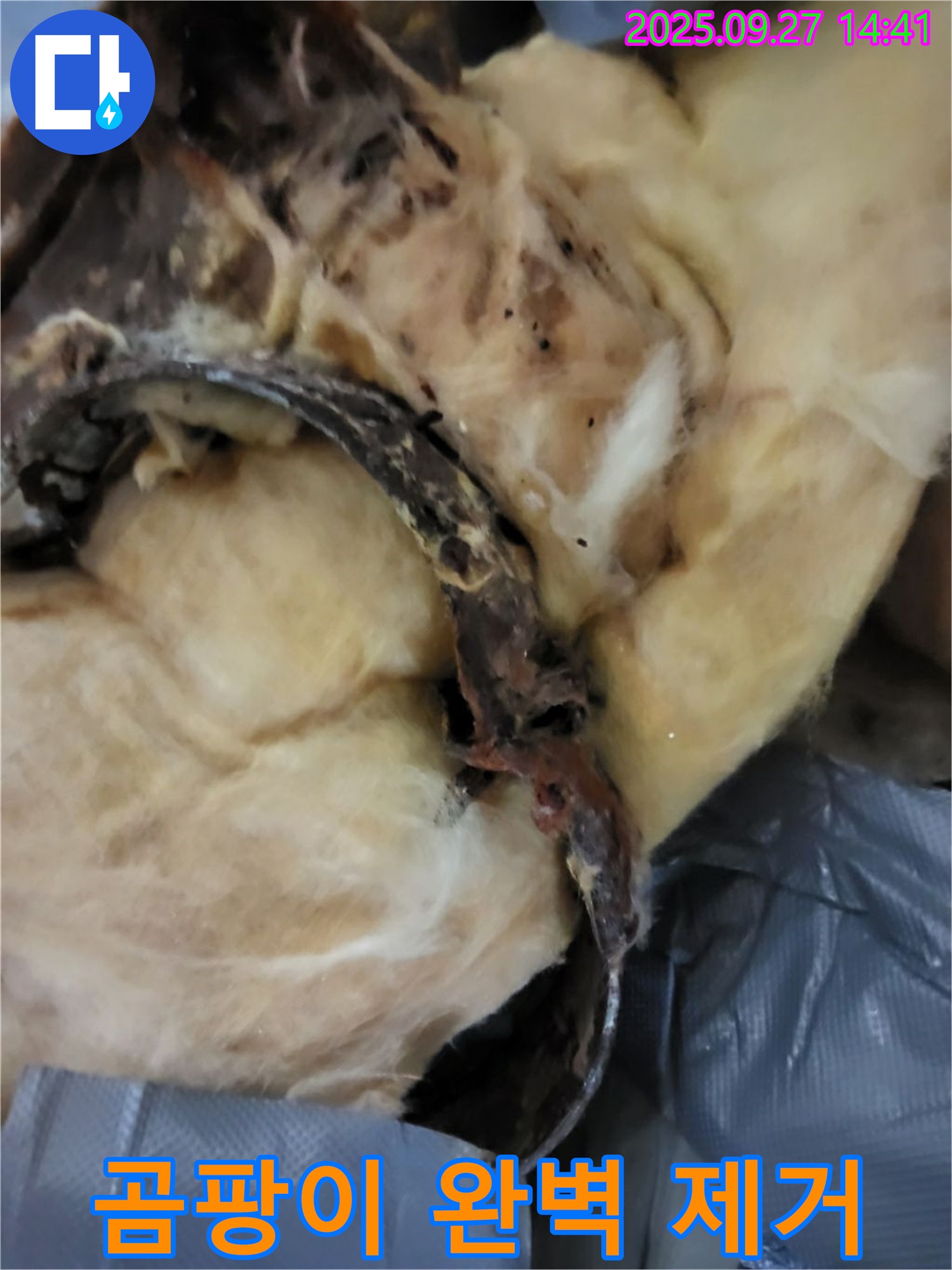 곰팡이 - 누수 탐지부터 완벽 제거까지 - 광적면 광석리 누수