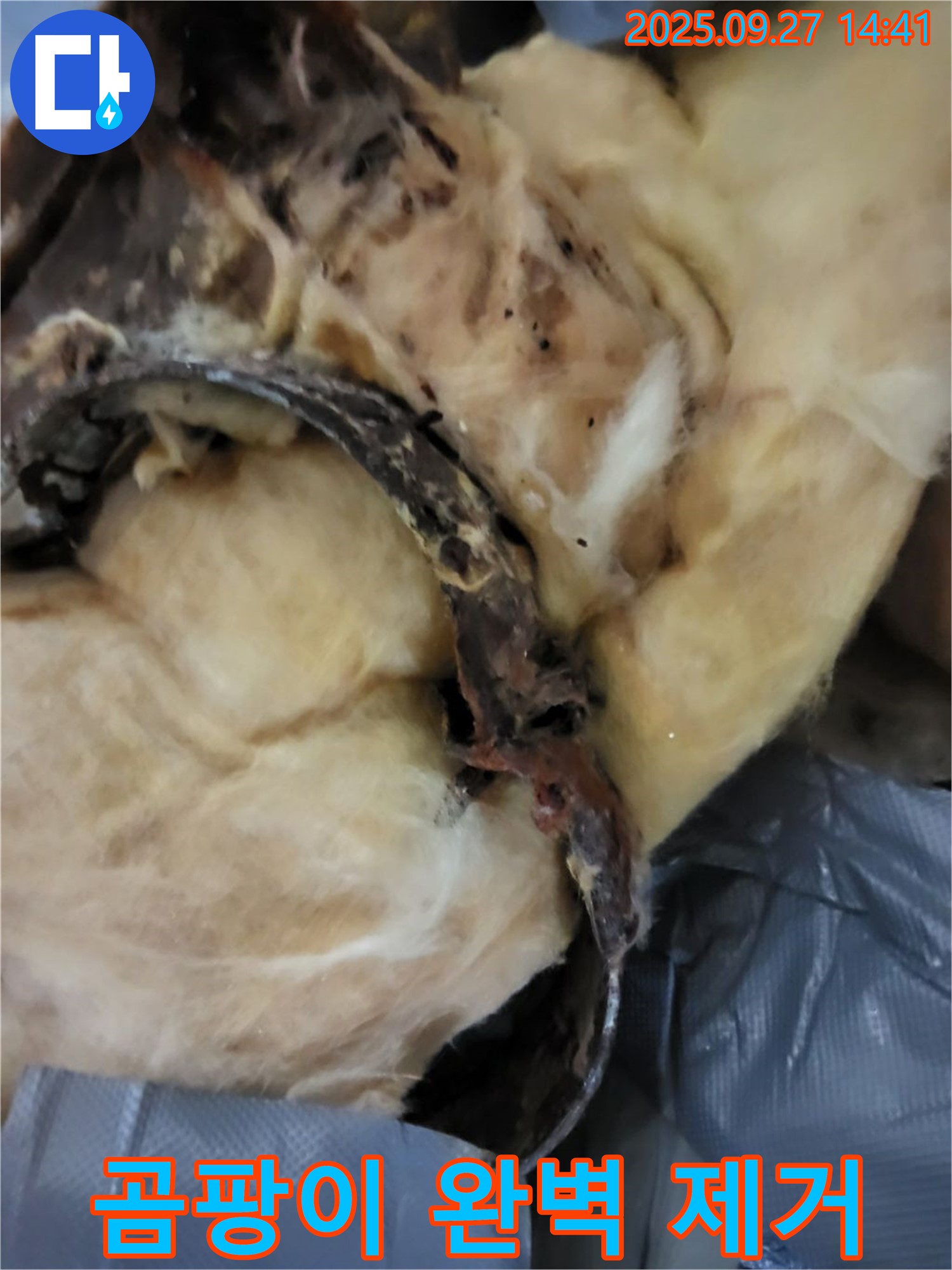 곰팡이 - 누수 탐지부터 완벽 제거까지 - 광적면 광석리 누수