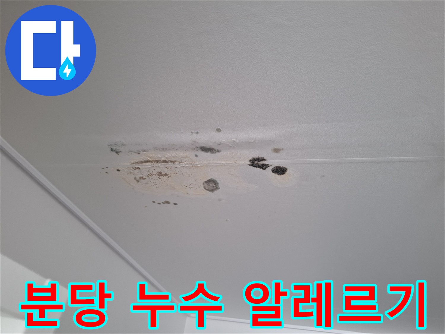 누수 곰팡이 - 알레르기 유발, 건강에 해로워요