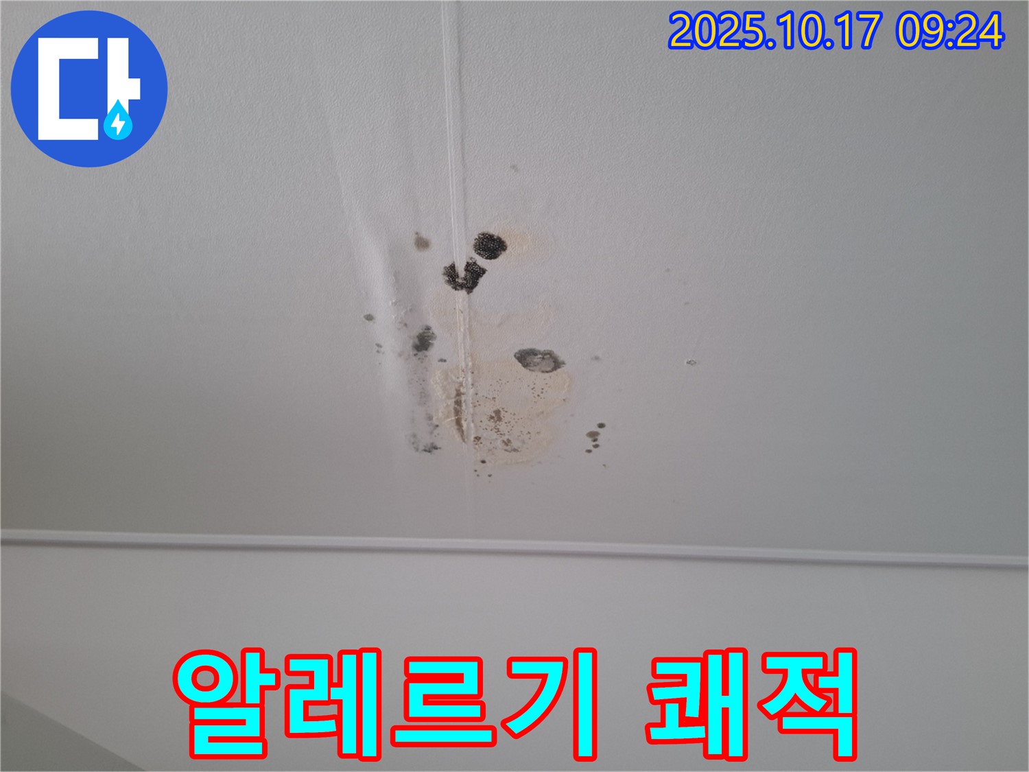 분당 봇들마을 아파트 천장 누수 - 알레르기 걱정 없이 쾌적하게