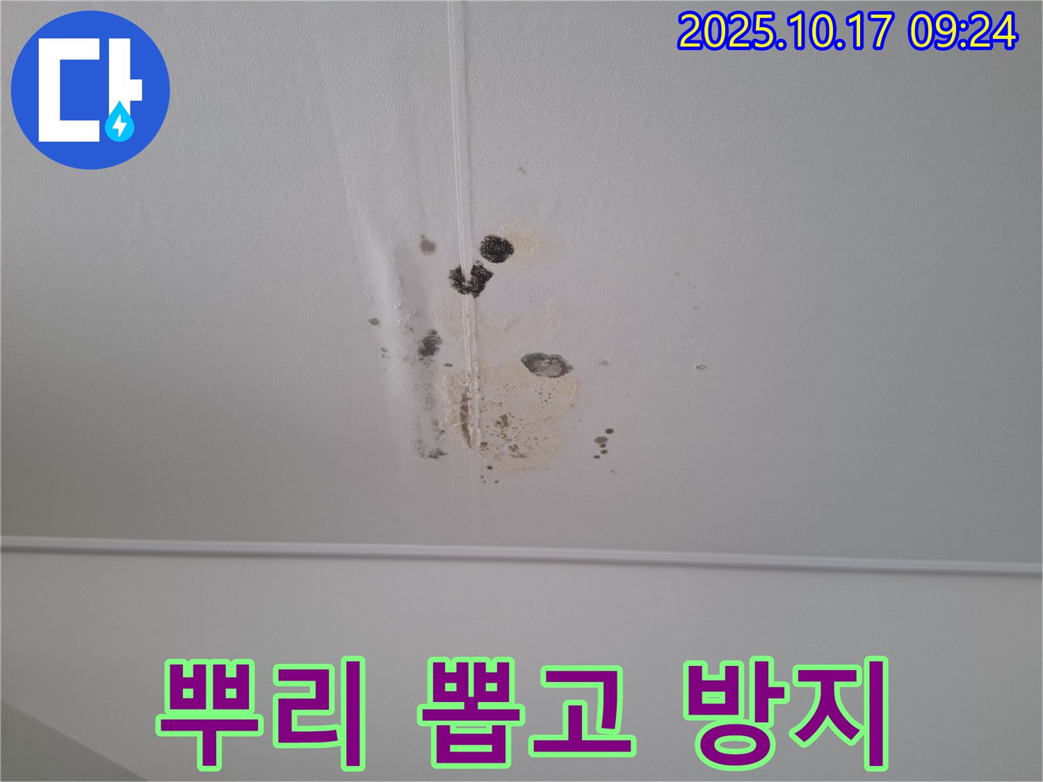 성남 봇들마을2단지 아파트 천장 누수 - 곰팡이 뿌리 뽑고 재발 방지까지