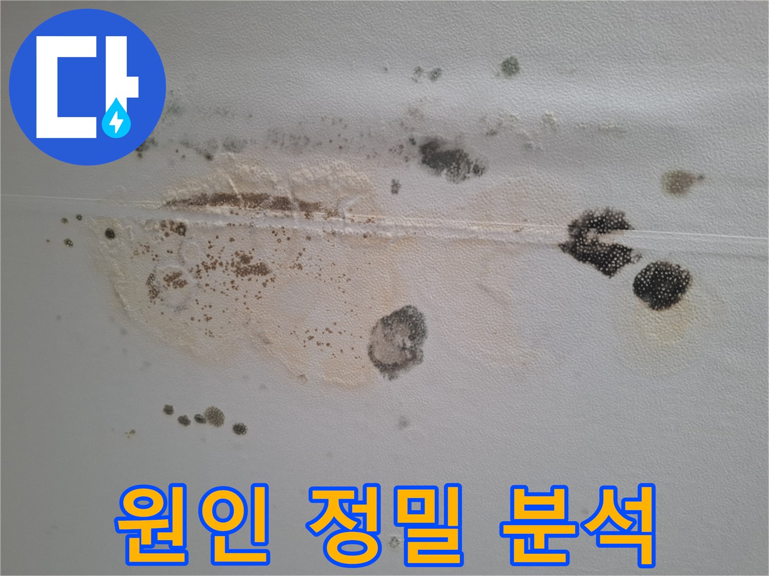 성남 분당 누수 - 곰팡이 발생 원인 정밀 분석