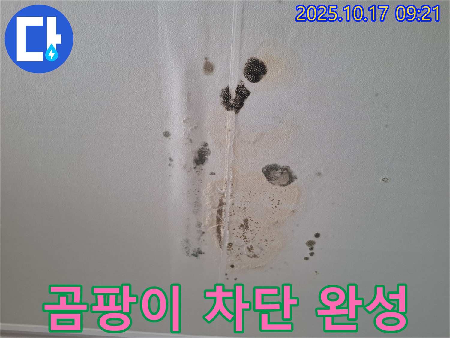 판교 삼평동 봇들마을 아파트 누수 - 곰팡이 완벽 차단 성공 - 2단지 쾌적한 보금자리