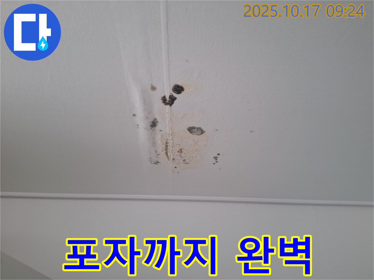 판교 삼평동 봇들마을2단지 아파트 천장 누수 - 곰팡이 포자까지 완벽 제거