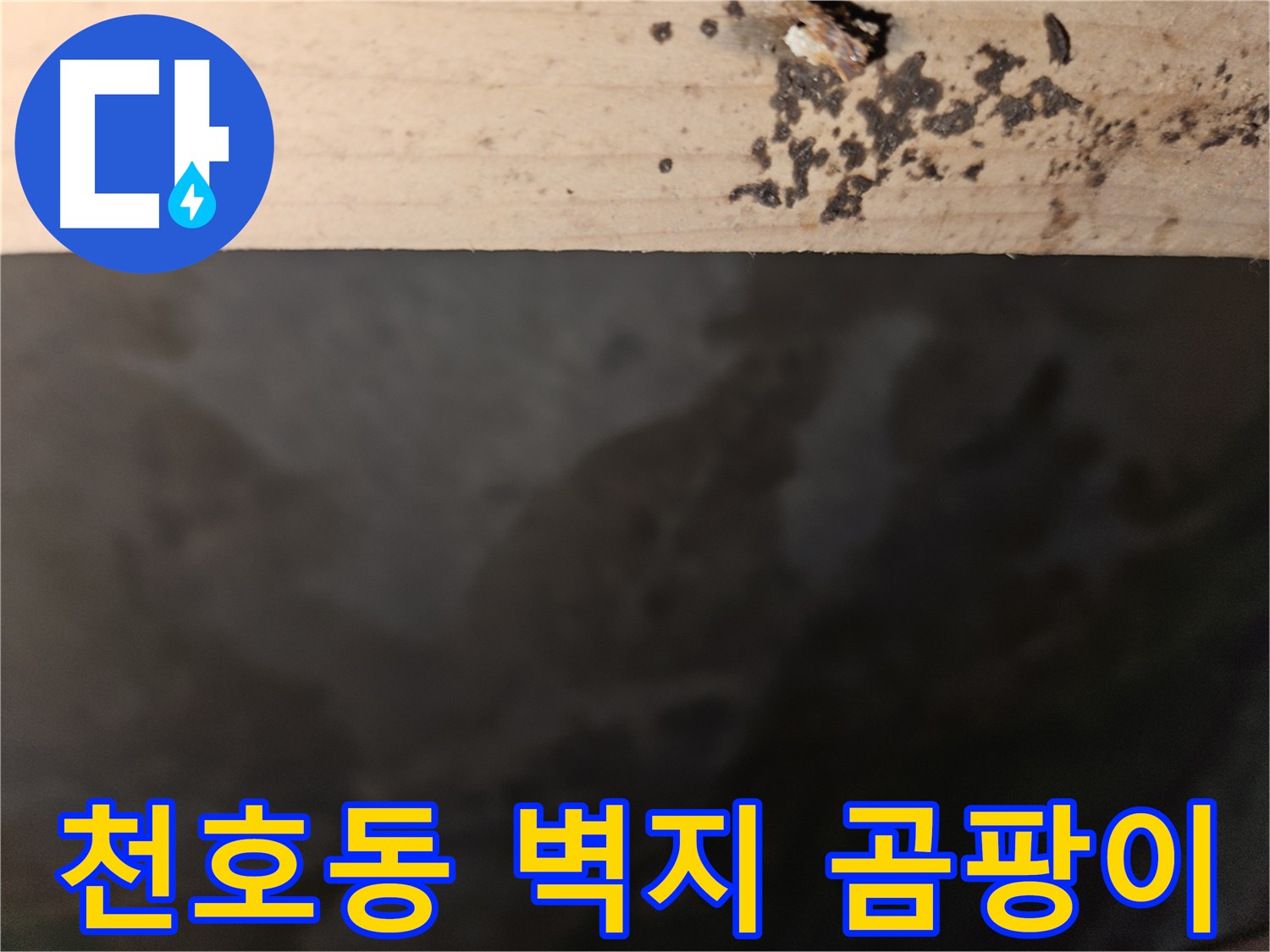 강동구 천호동 누수 - 벽지 곰팡이 - 건강 위협