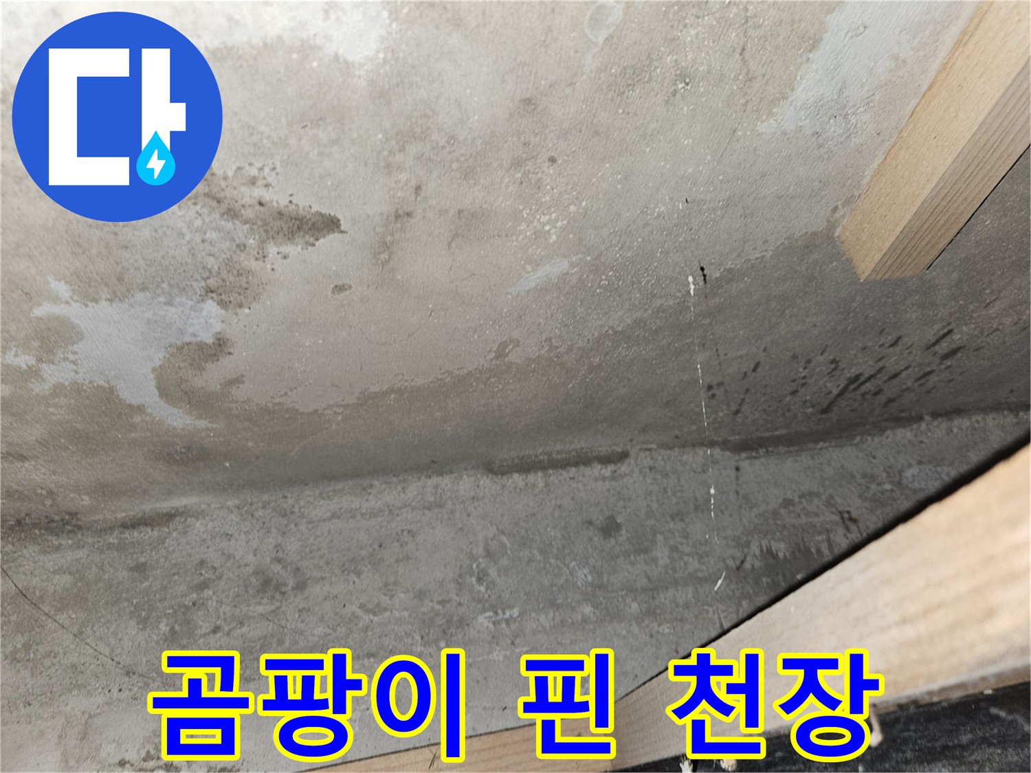 곰팡이 핀 천장 - 누수로 인해 곰팡이가 핀 콘크리트 천장의 모습입니다.