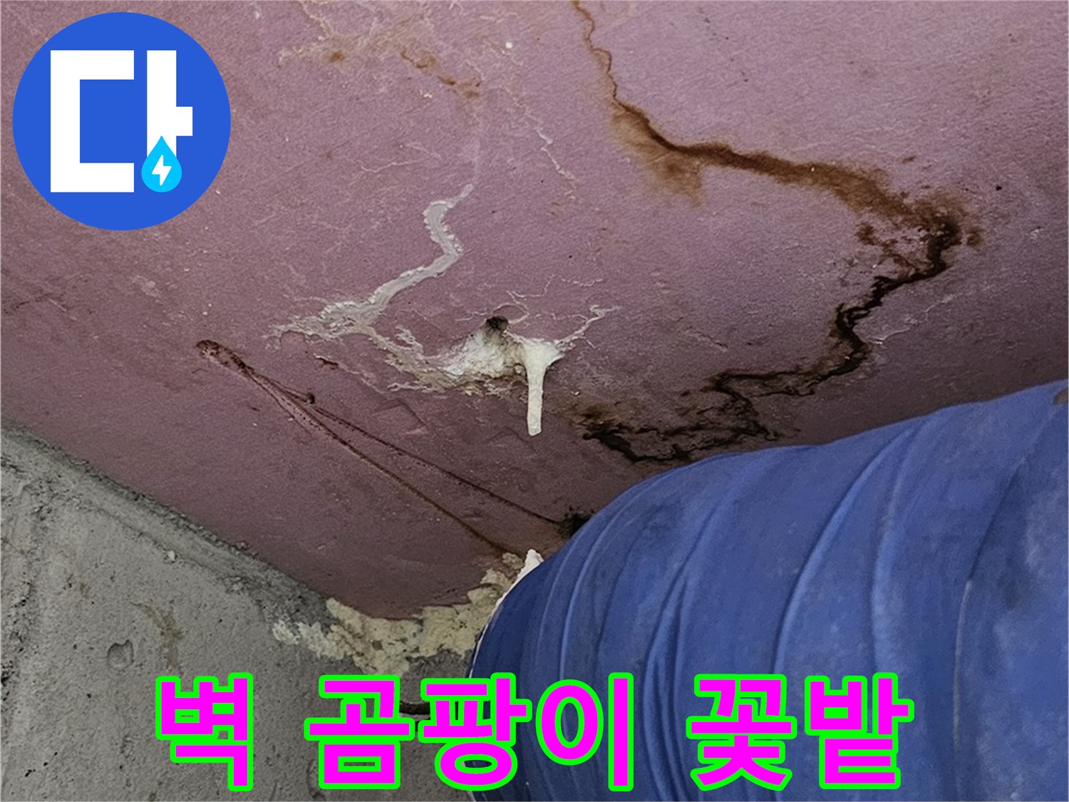 벽 곰팡이 - 누수 해결 시급
