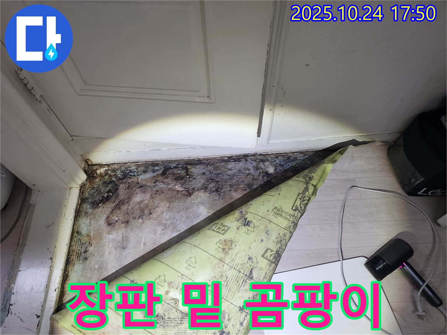 양재동 현대빌라 누수 현장 - 장판 밑에 심각한 곰팡이가 발견된 모습