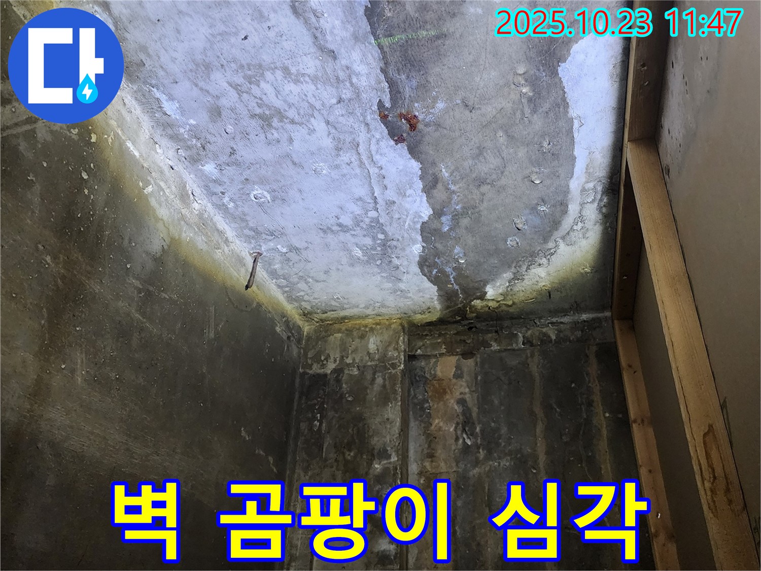 양주시 - 벽에 곰팡이 심각, 원인과 해결책 제시