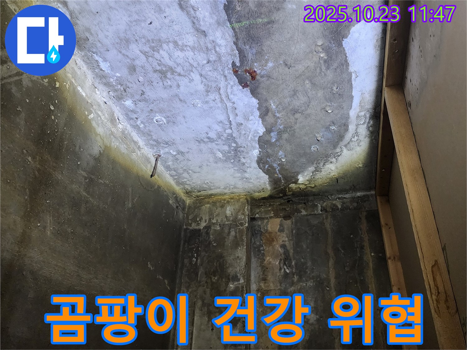 양주시 하패리 - 곰팡이 핀 천장, 건강 위협 주범