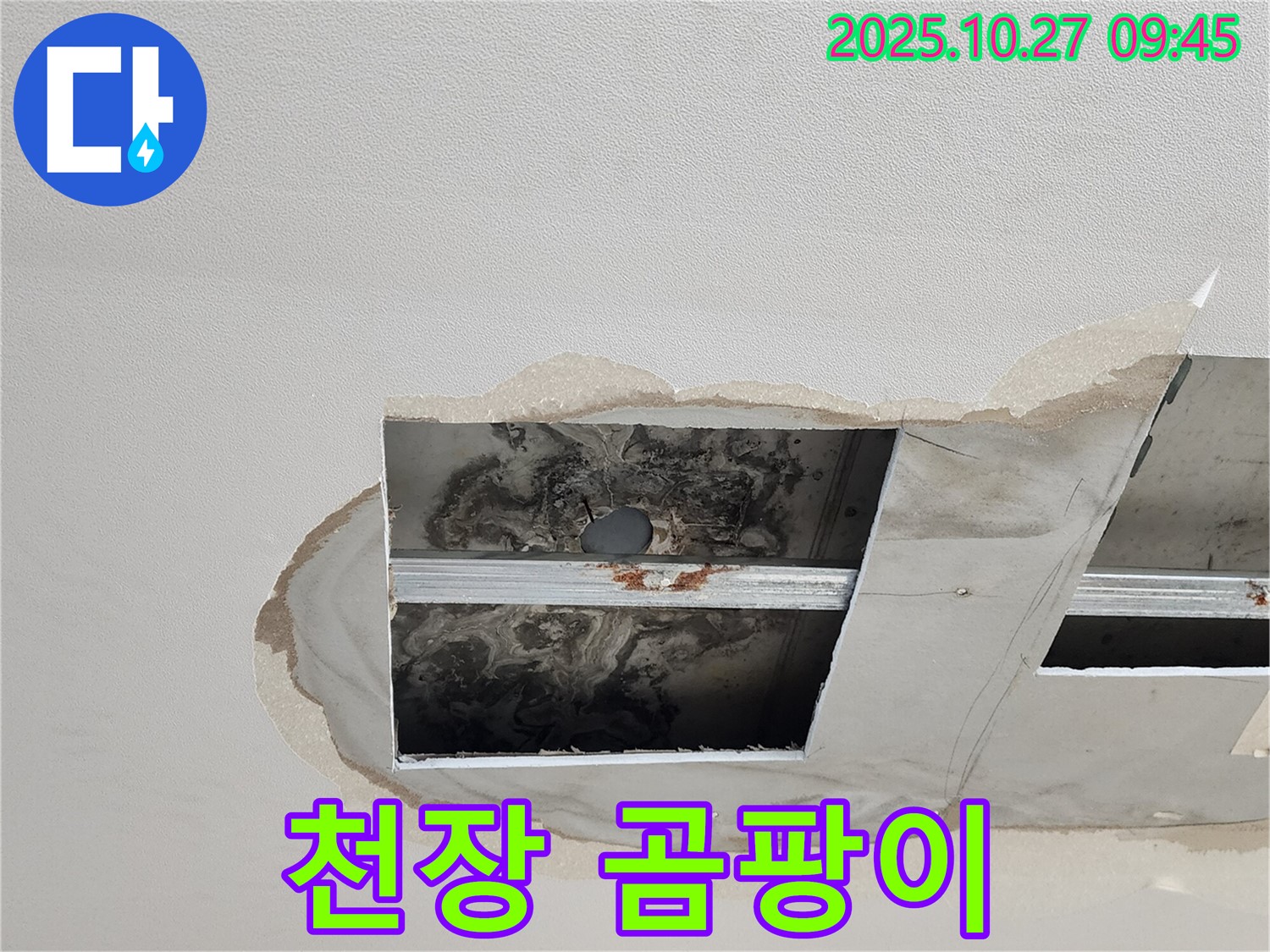 양주 옥정 천장 누수 현장 - 심각한 곰팡이 발생