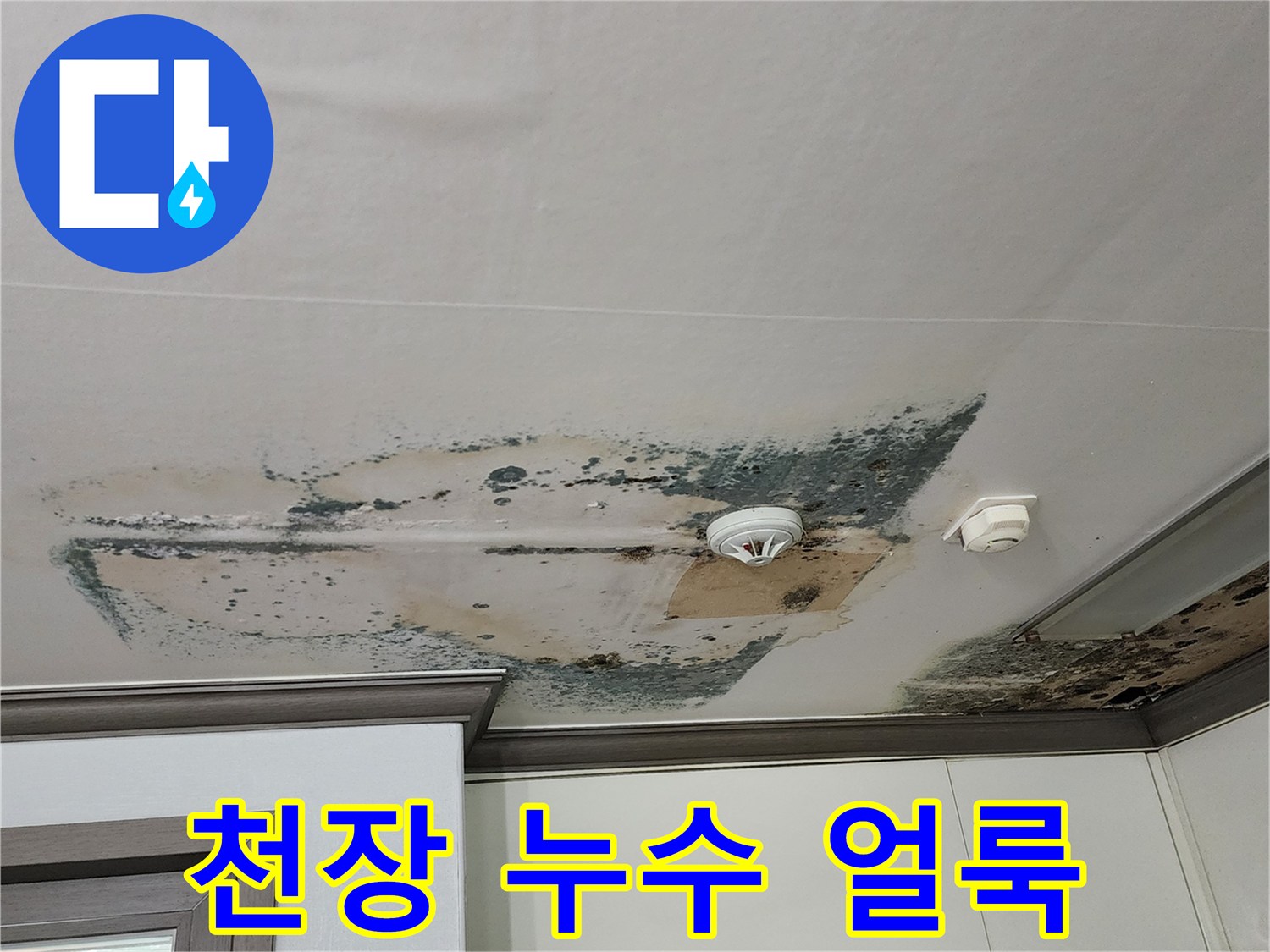 누수로 오염된 천장-검은 곰팡이가 발생한 실크벽지 부위