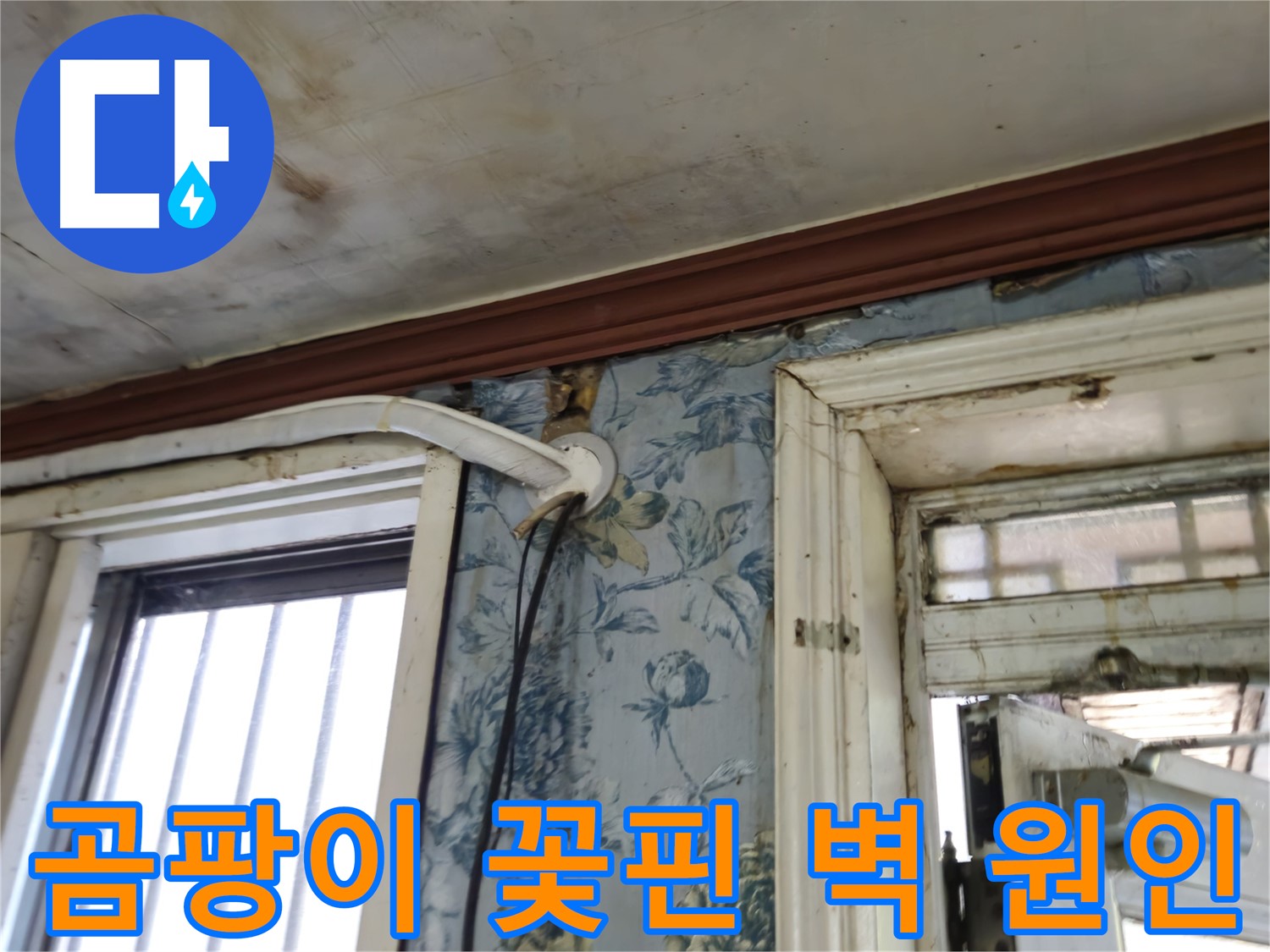 벽 곰팡이의 원인 - 용산구 청파동 누수 탐지 및 곰팡이 제거