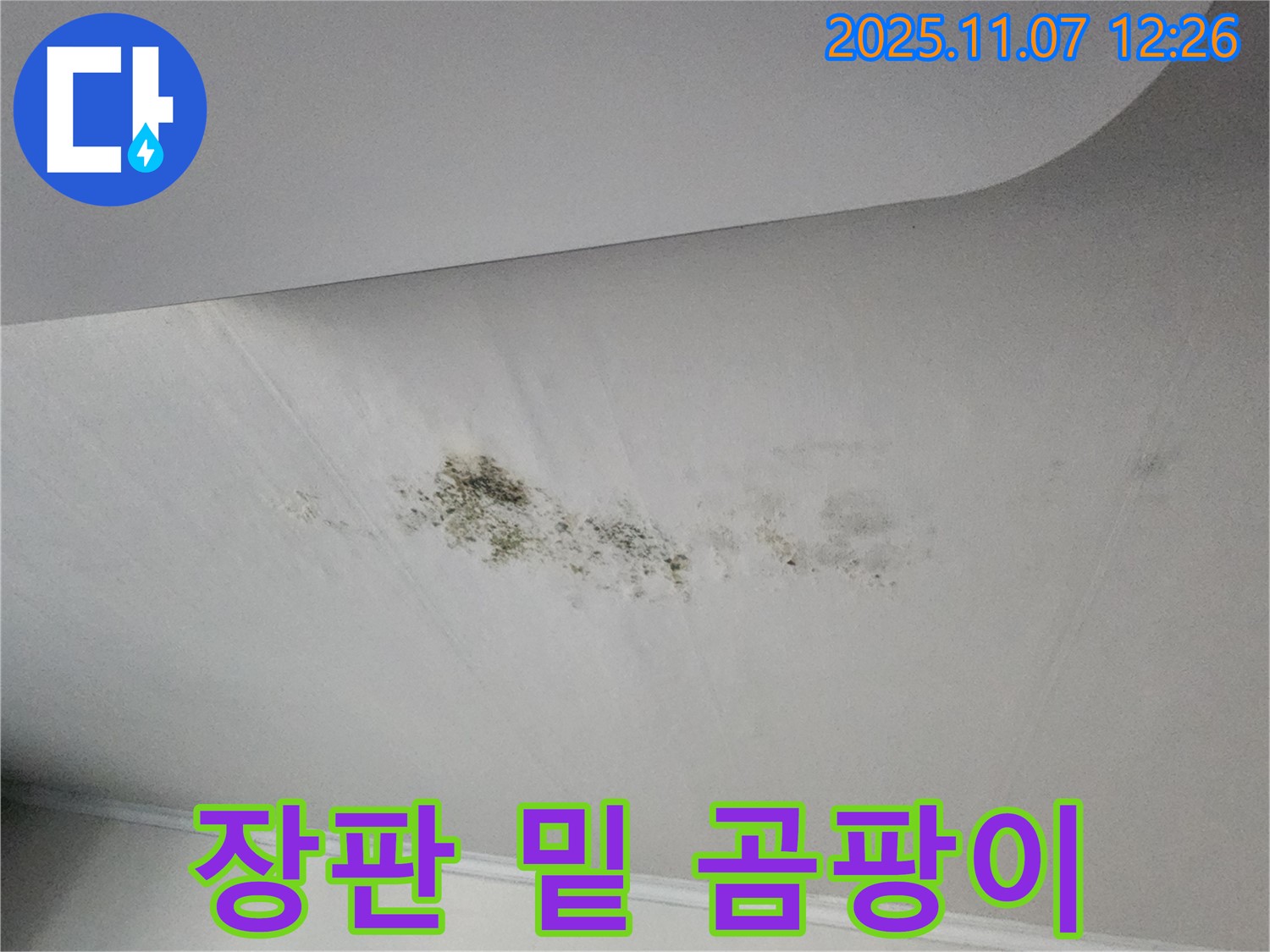 장판 밑 곰팡이 - 건강 위협