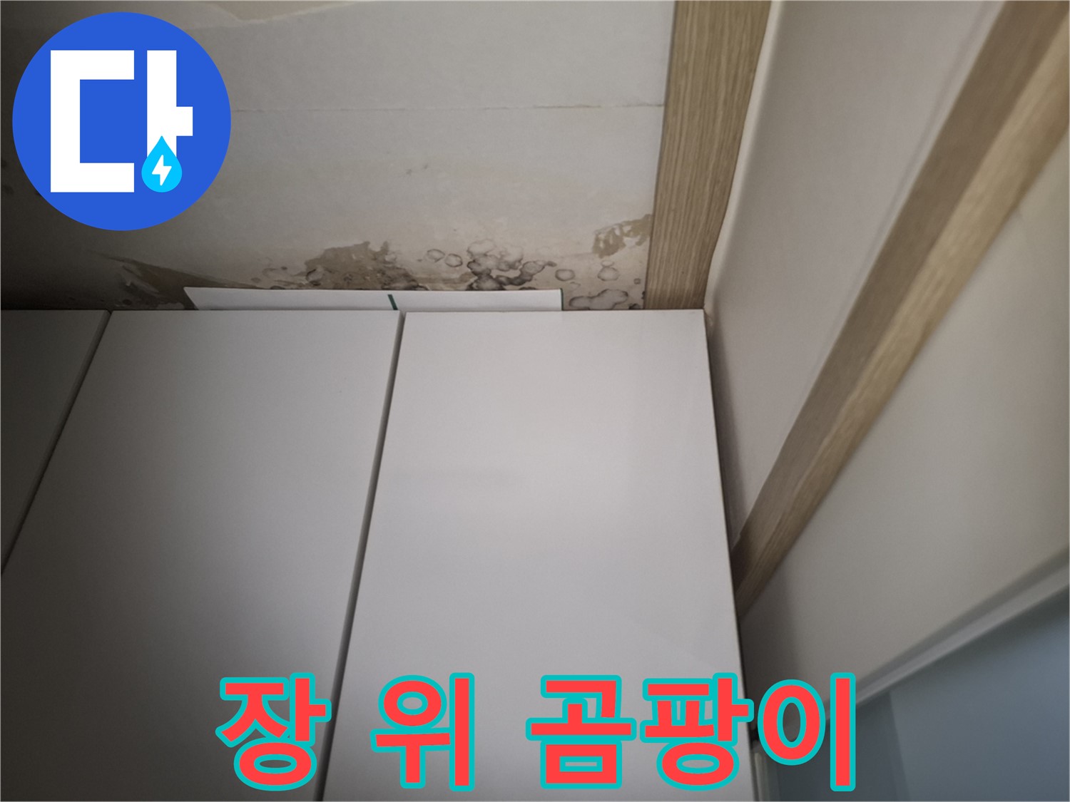 장 위 천장에 핀 곰팡이 - 건강을 위협할 수 있습니다.