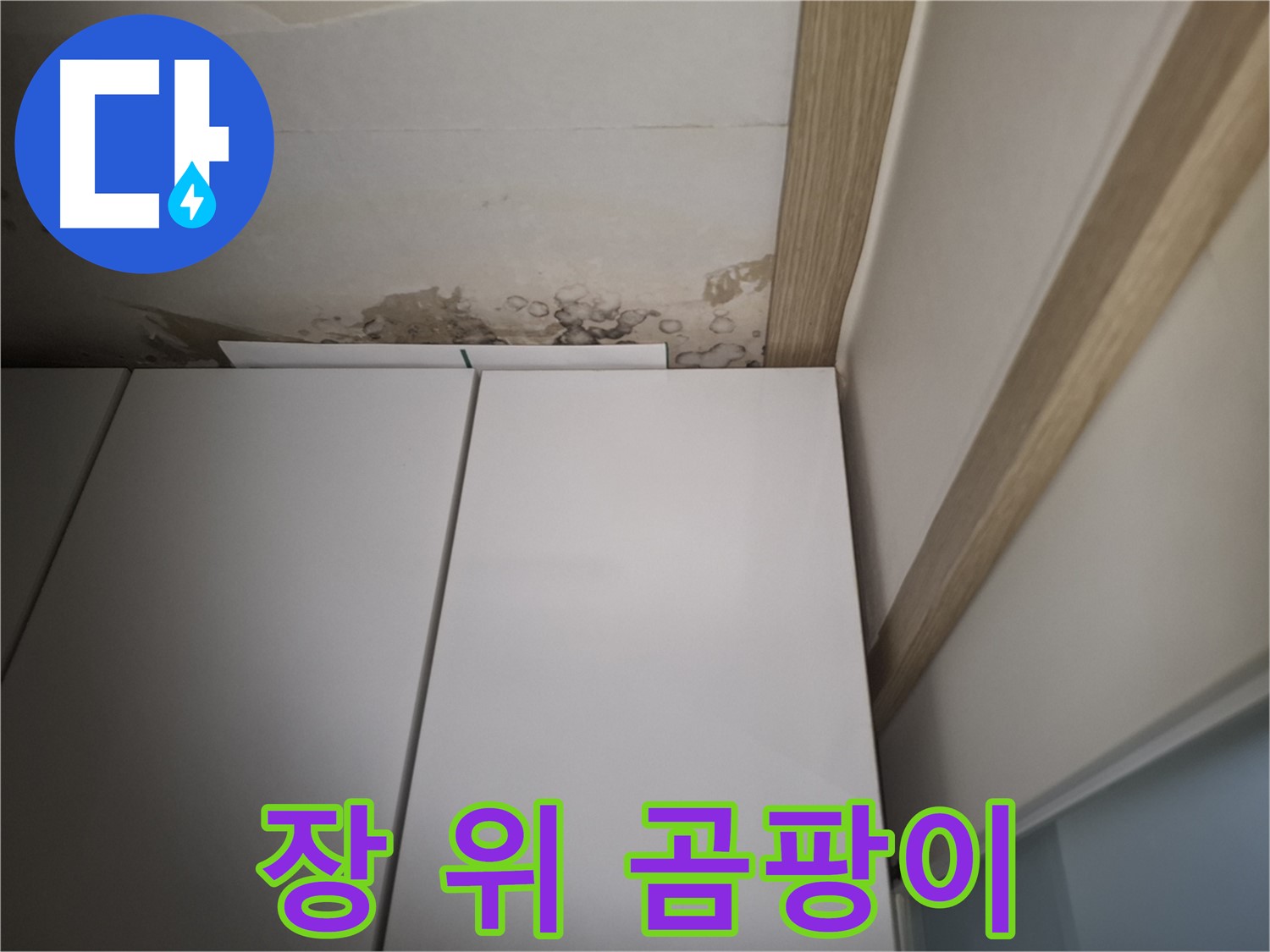 장 위 천장에 핀 곰팡이 - 건강을 위협할 수 있습니다.