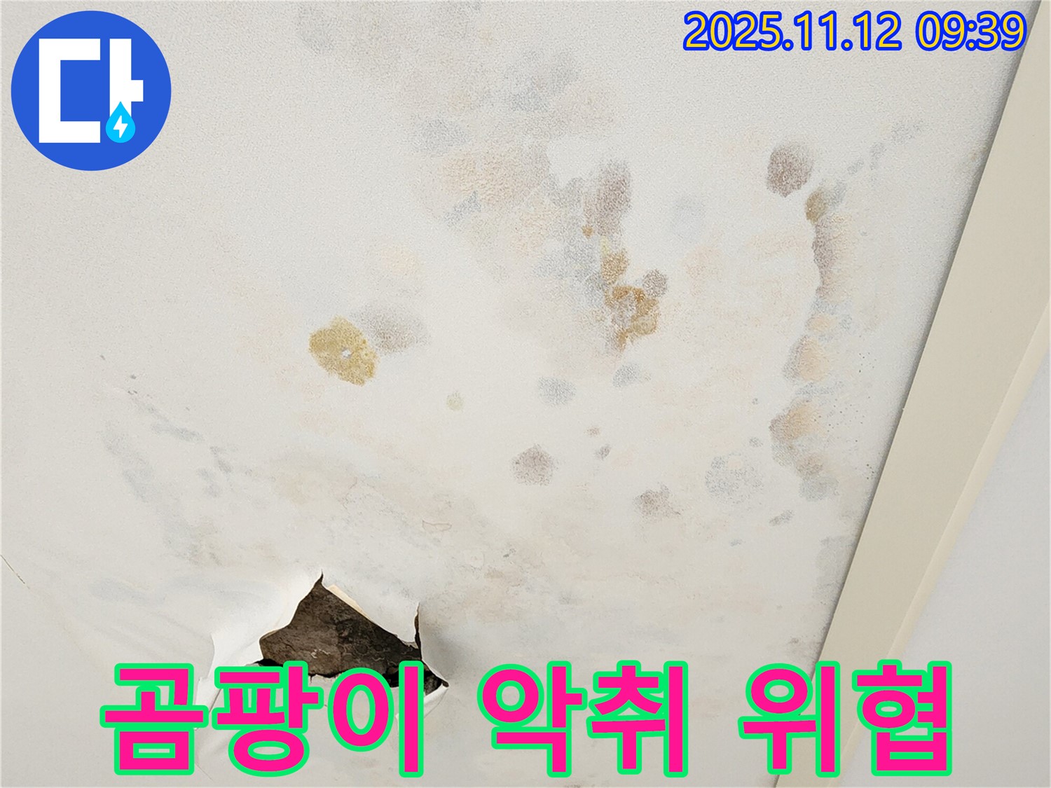 곰팡이 벽 - 건강 위협 - 악취 발생