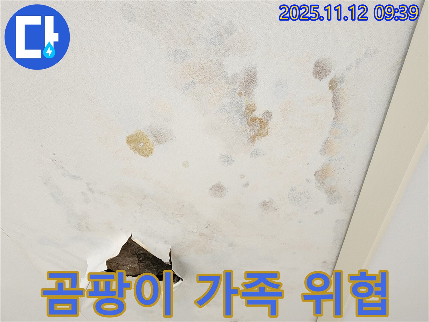 곰팡이 천장 - 가족 건강 위협 - 빠른 제거